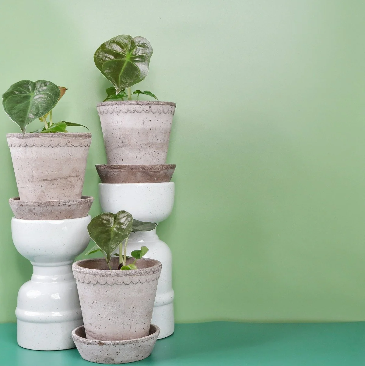 ALOCASIA WENTII - Image 8