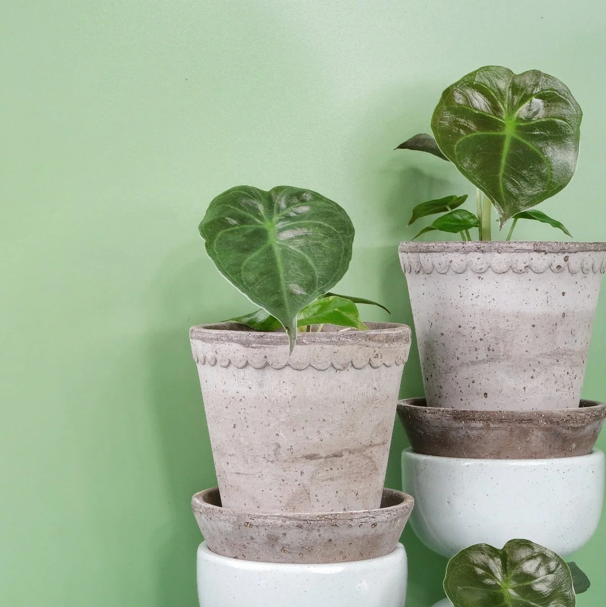 ALOCASIA WENTII - Image 9