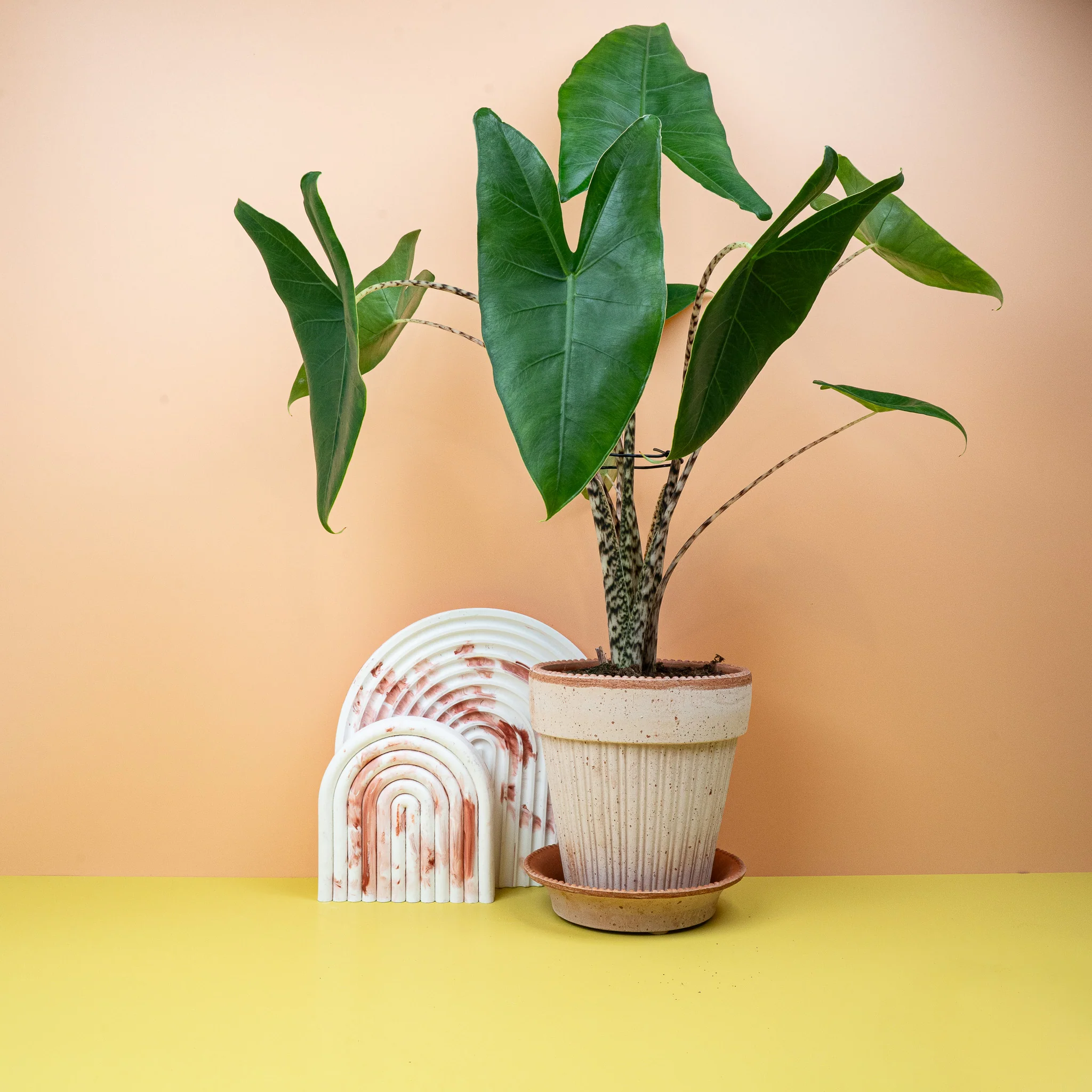 ALOCASIA ZEBRINA