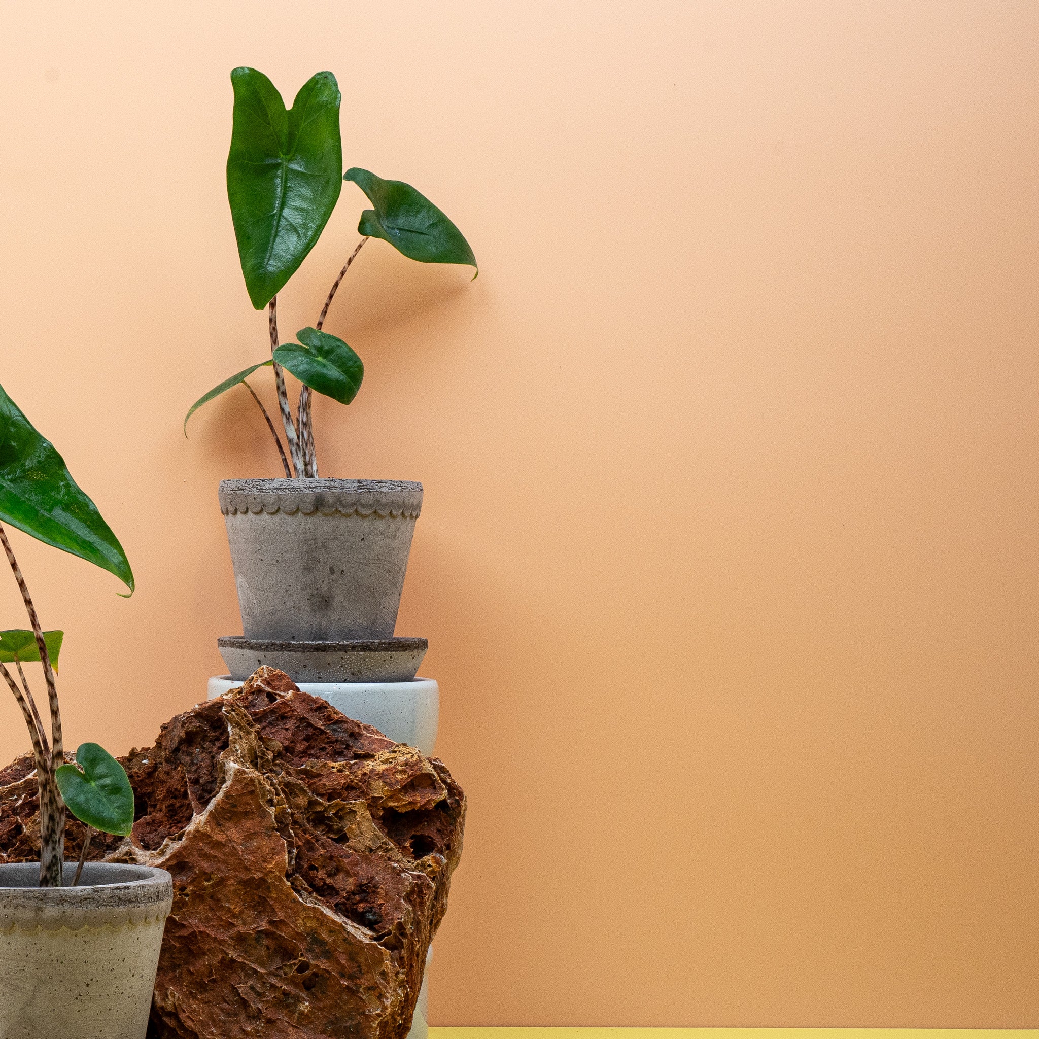 ALOCASIA ZEBRINA - Image 10