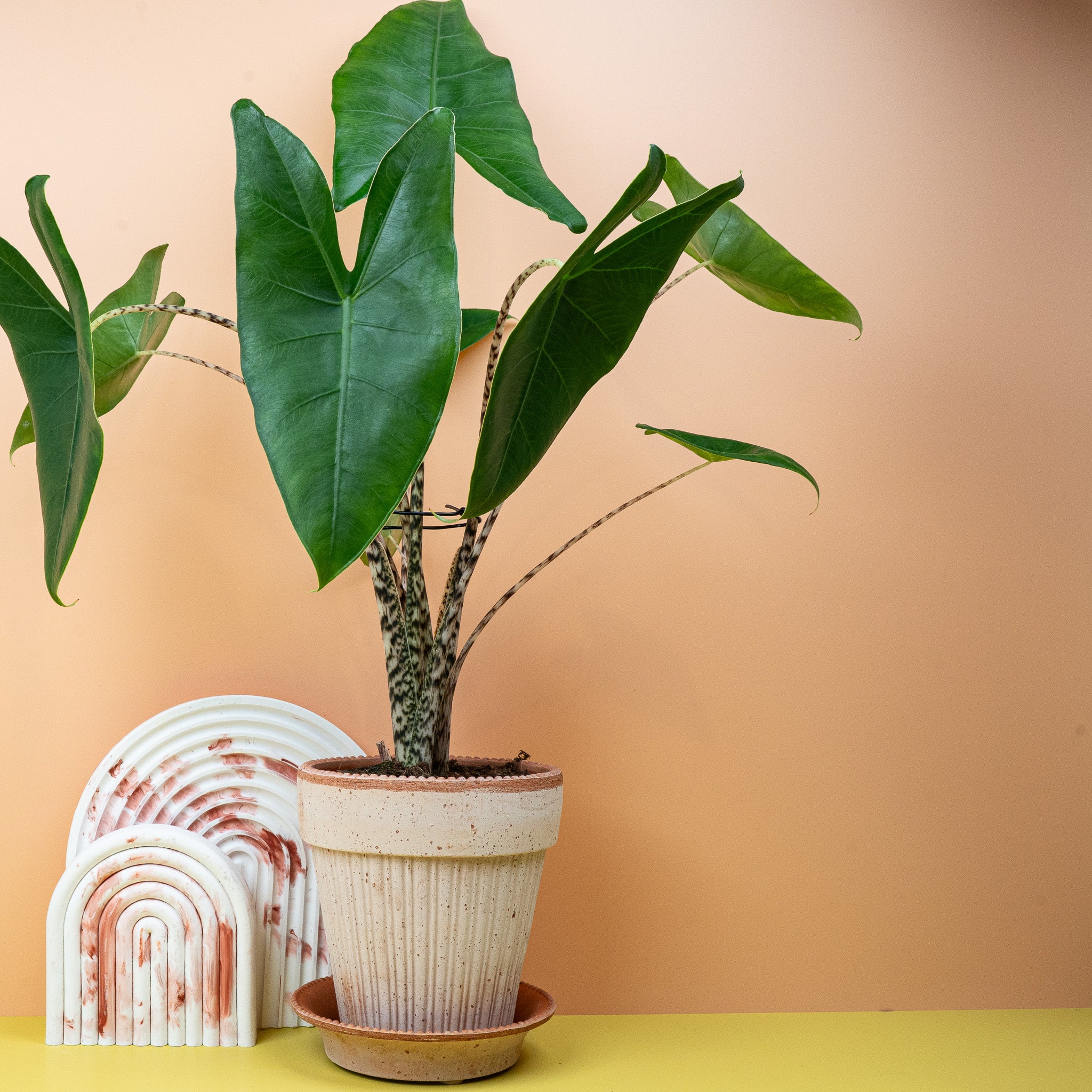 ALOCASIA ZEBRINA - Image 2