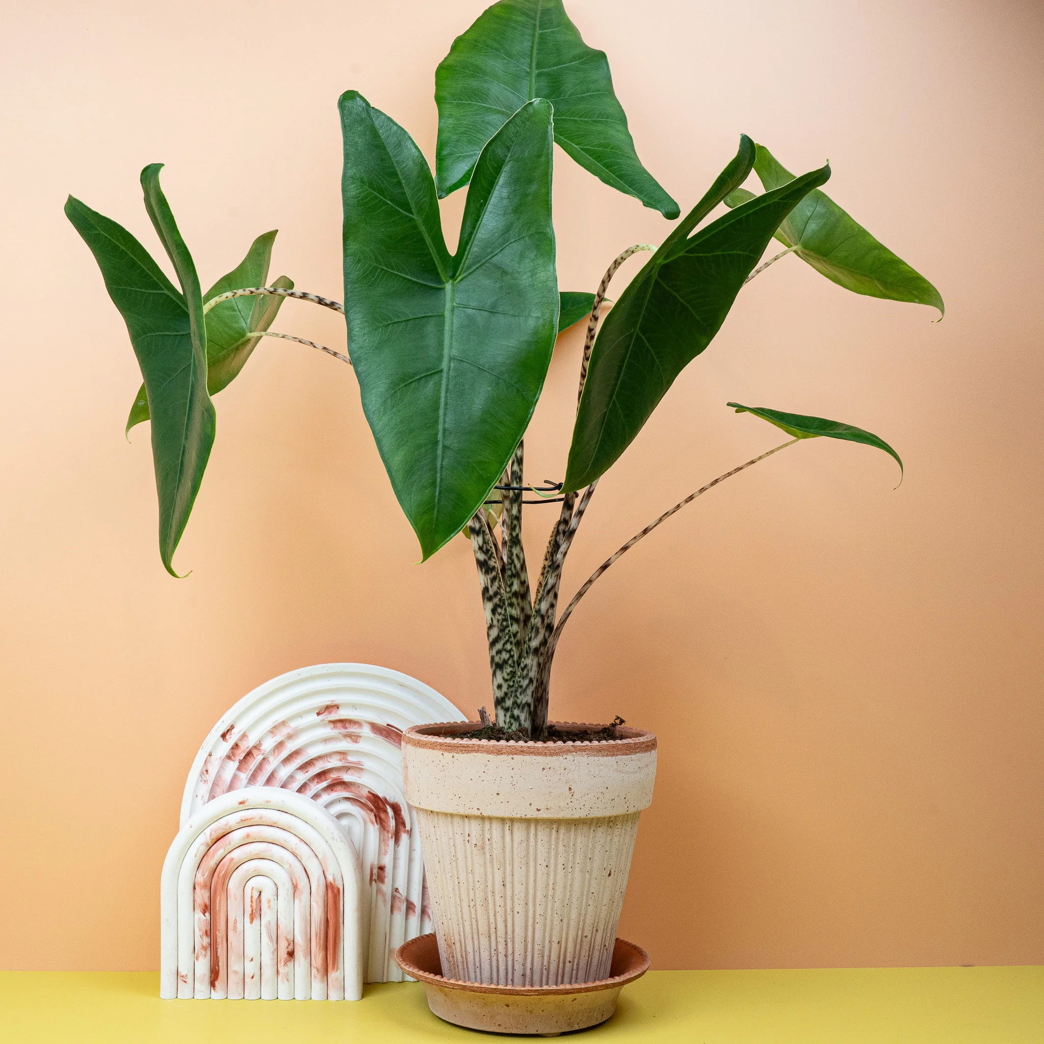 ALOCASIA ZEBRINA - Image 4