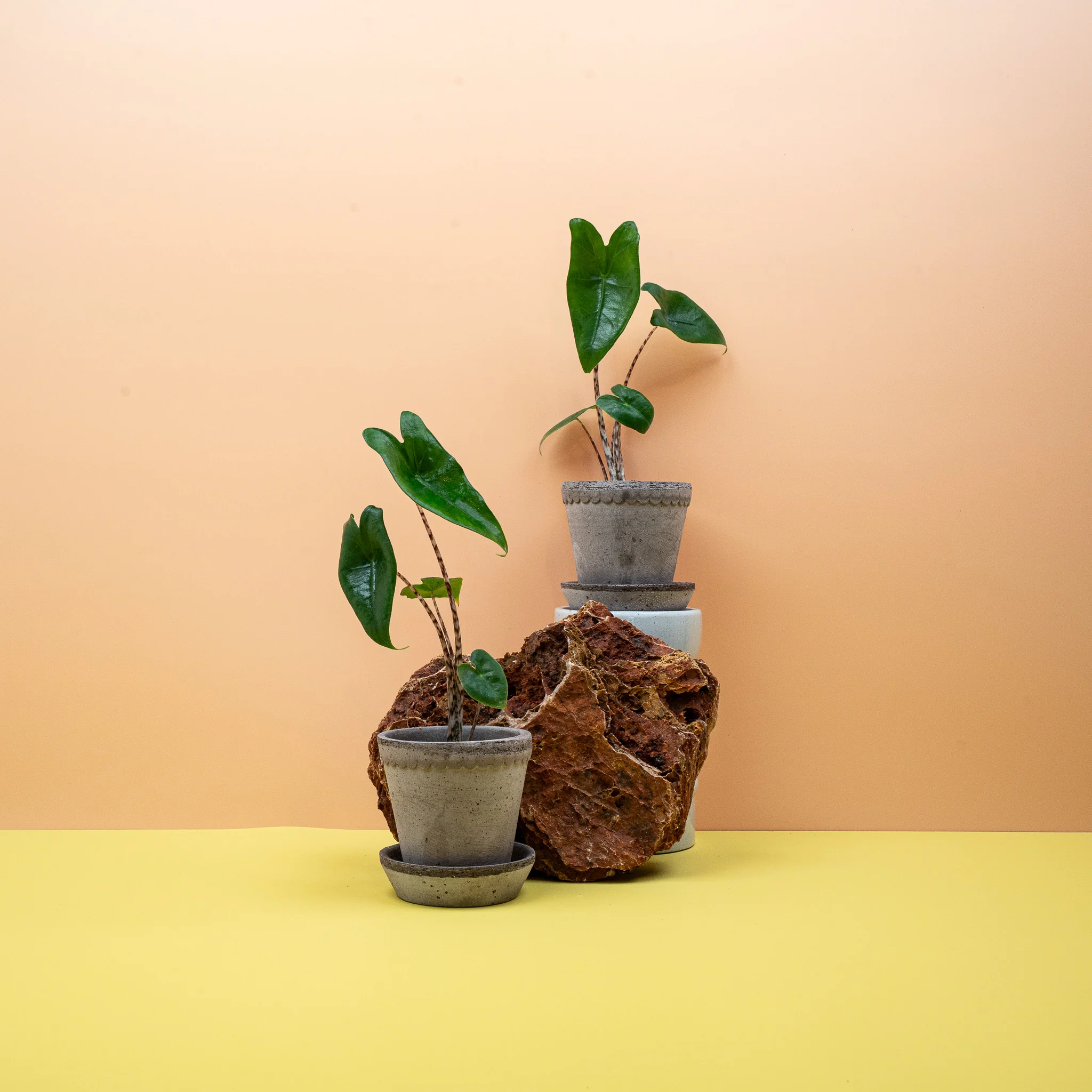 ALOCASIA ZEBRINA - Image 6