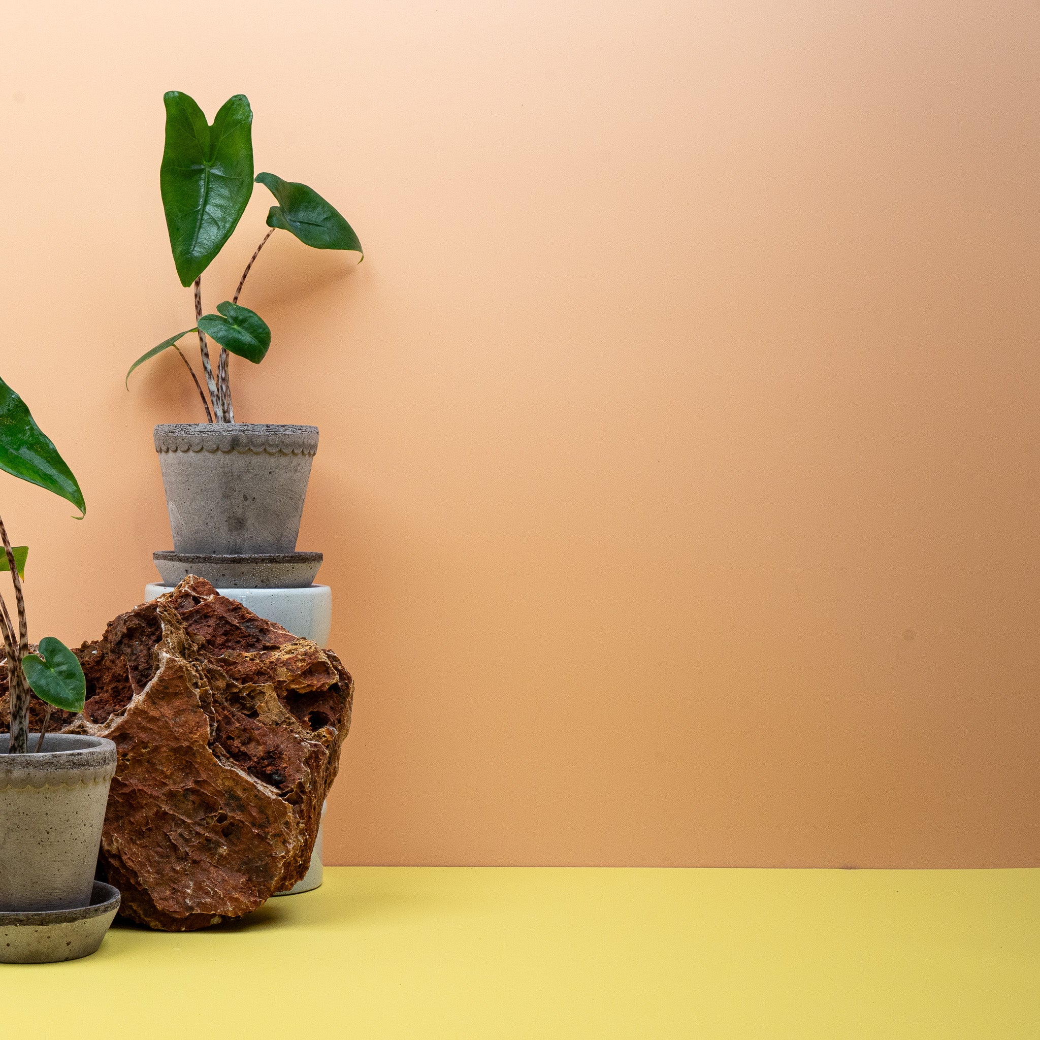 ALOCASIA ZEBRINA - Image 7