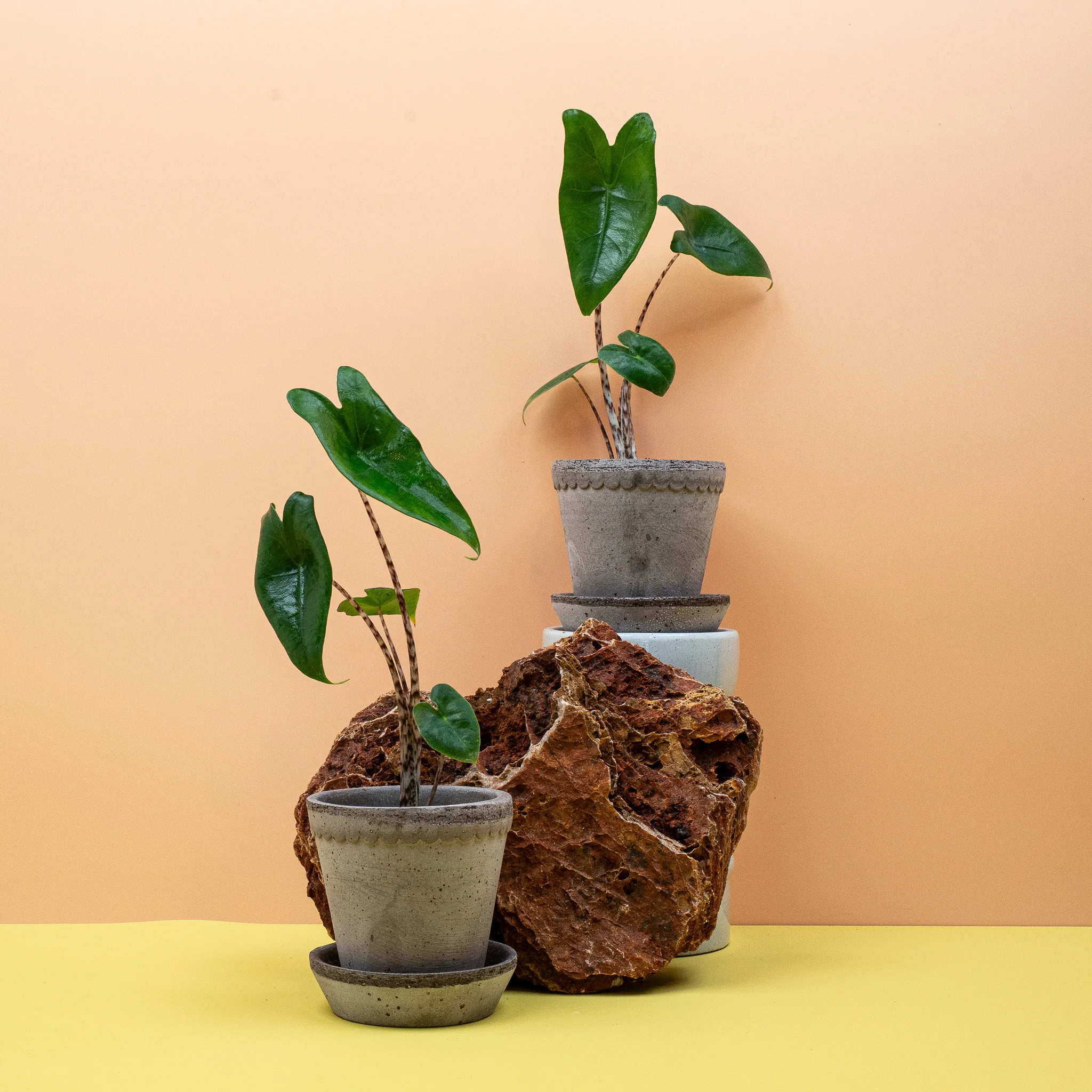 ALOCASIA ZEBRINA - Image 9