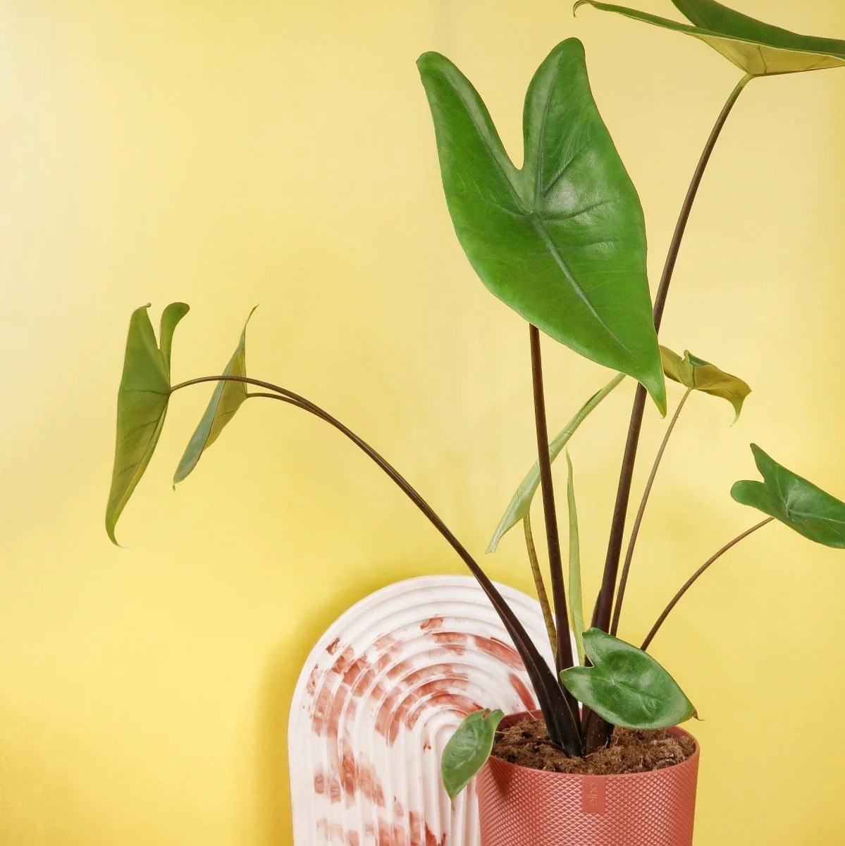 ALOCASIA ZEBRINA BLACK STEM - Image 2