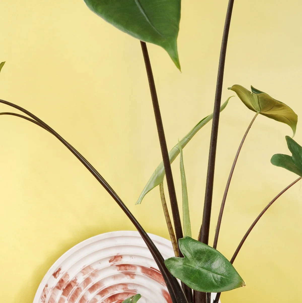 ALOCASIA ZEBRINA BLACK STEM - Image 3