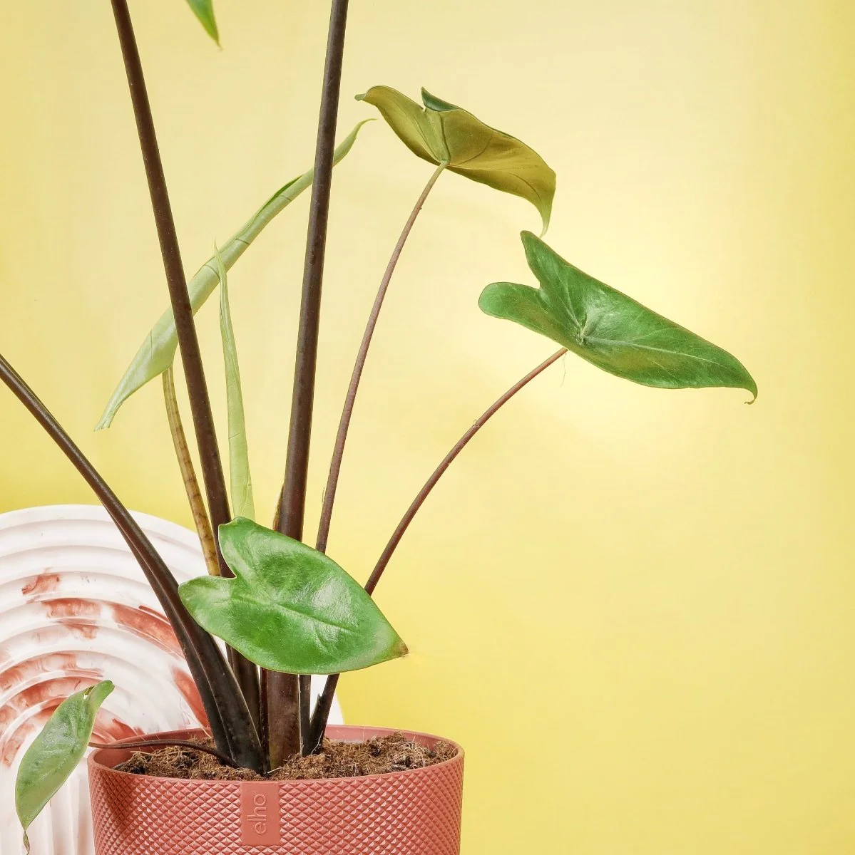 ALOCASIA ZEBRINA BLACK STEM - Image 4