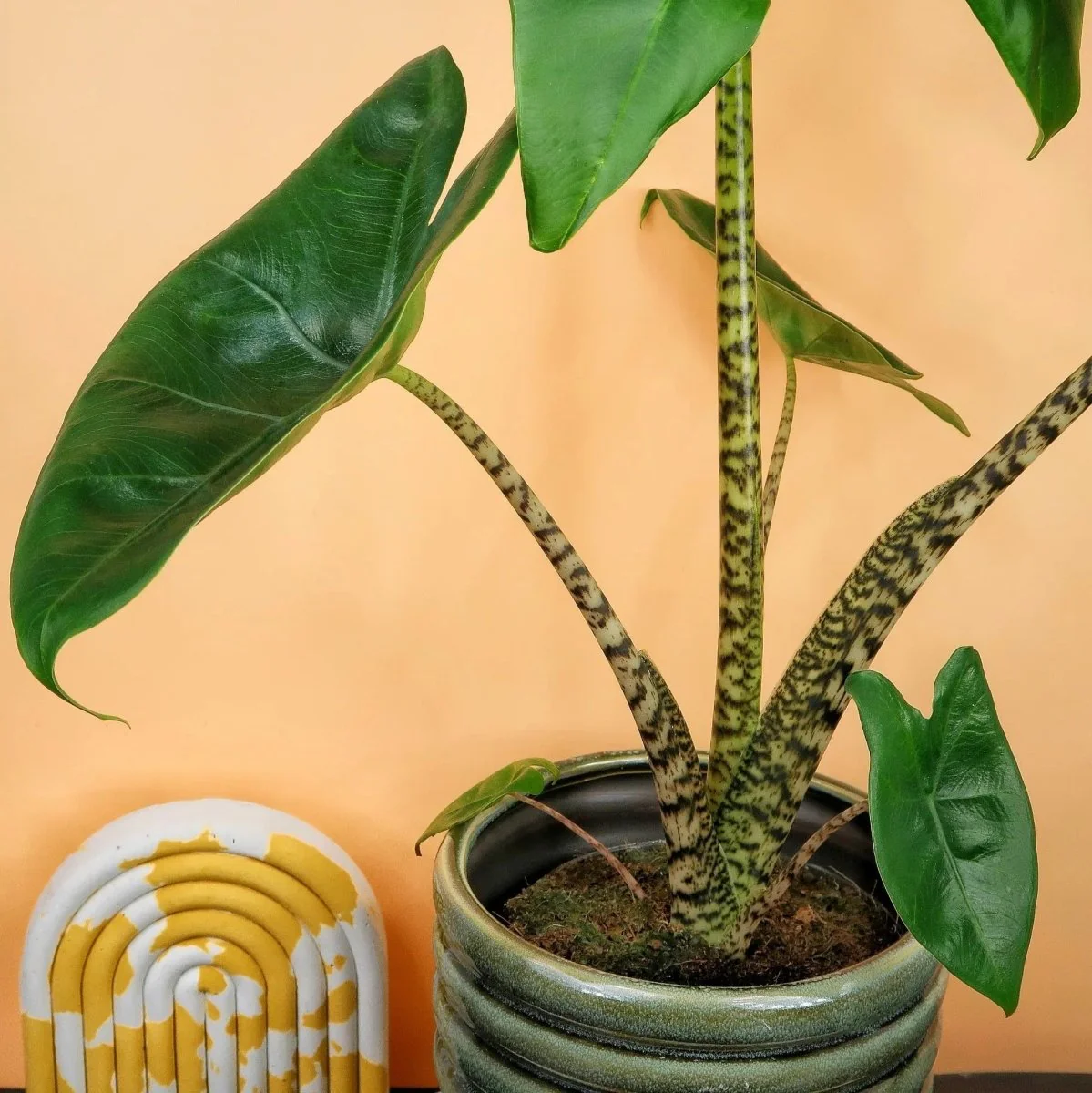 ALOCASIA ZEBRINA LITTLE - Image 3