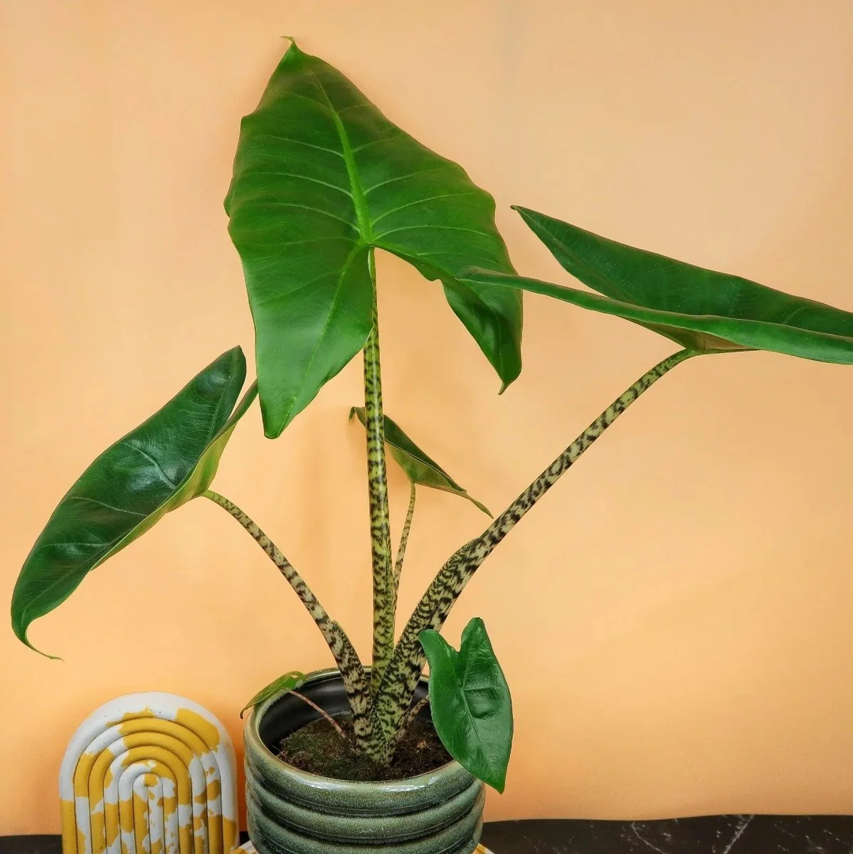 ALOCASIA ZEBRINA LITTLE - Image 4