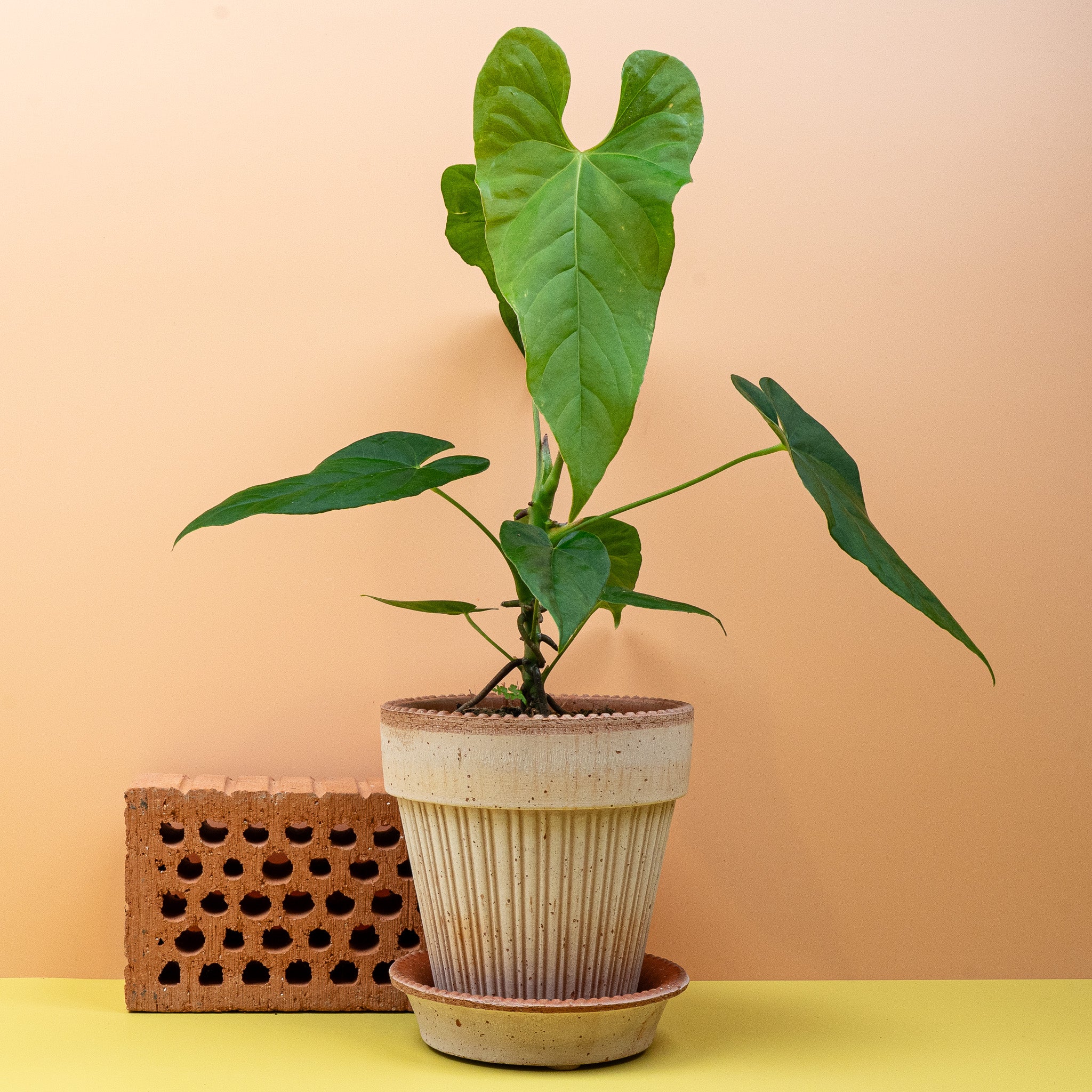 ANTHURIUM BALAOANUM