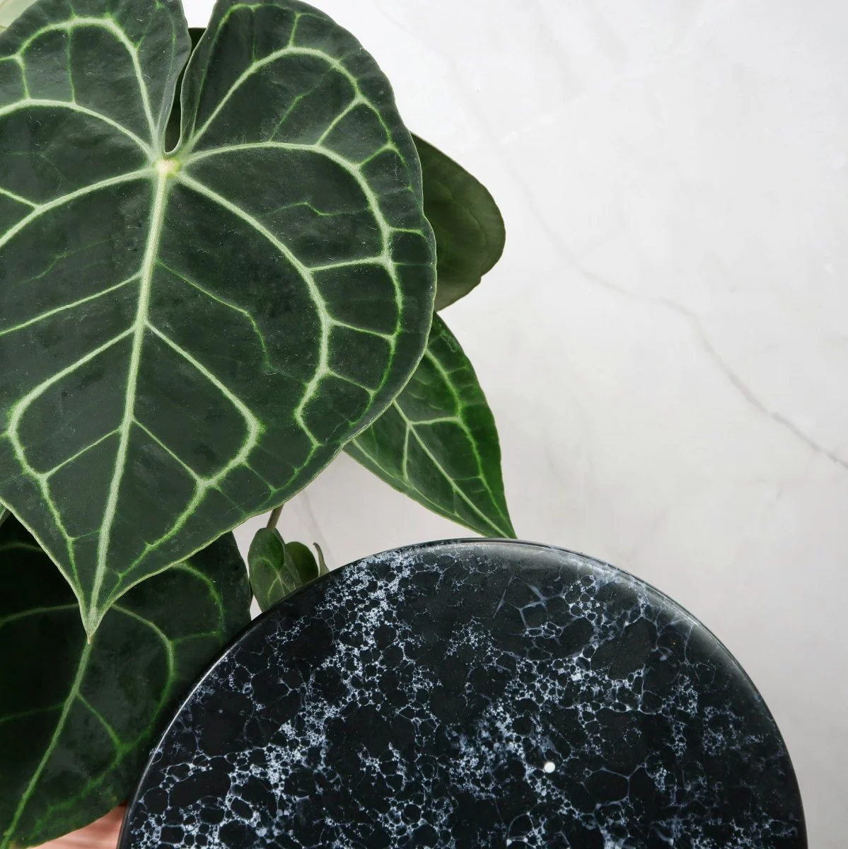 ANTHURIUM CLARINERVIUM - Image 5