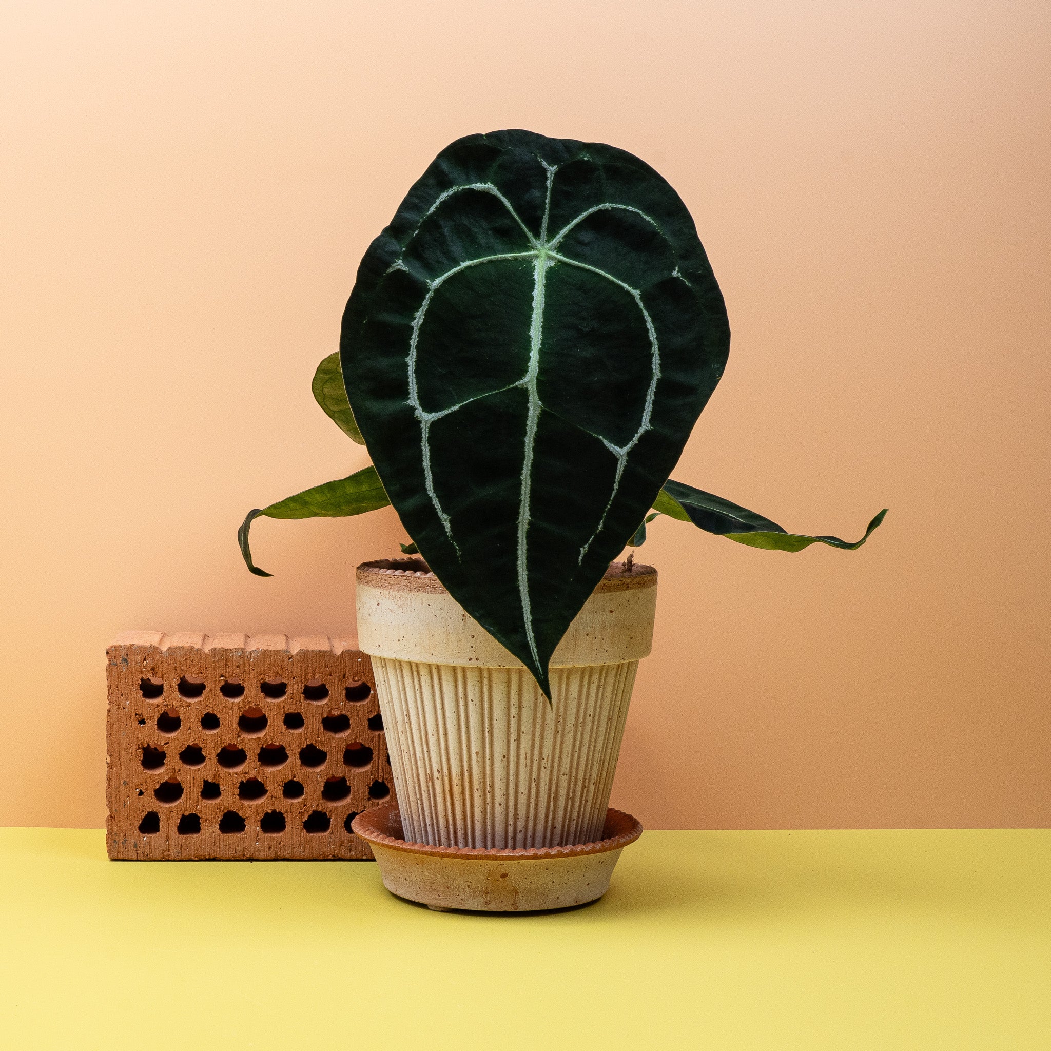 ANTHURIUM FORGETTI