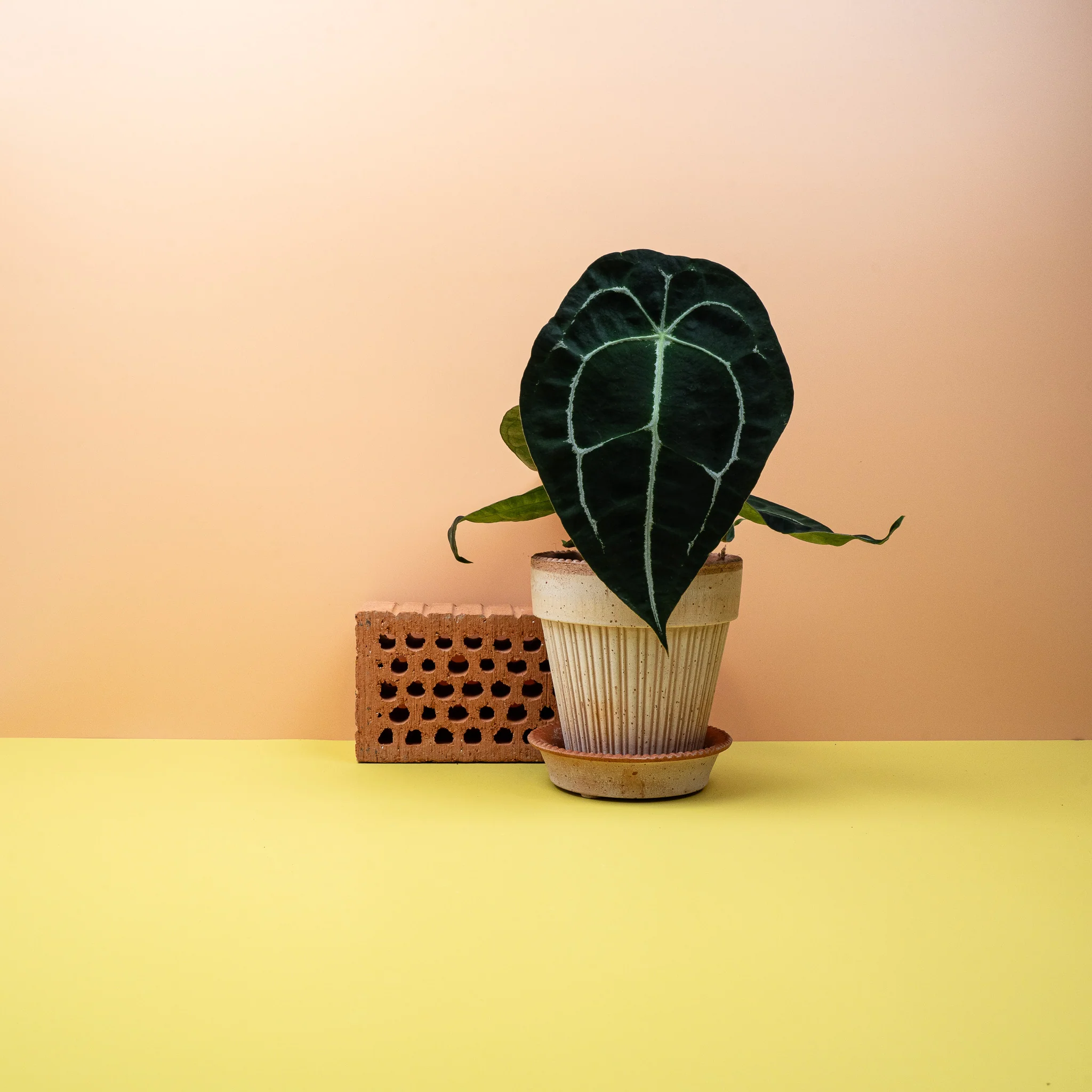 ANTHURIUM FORGETTI - Image 2