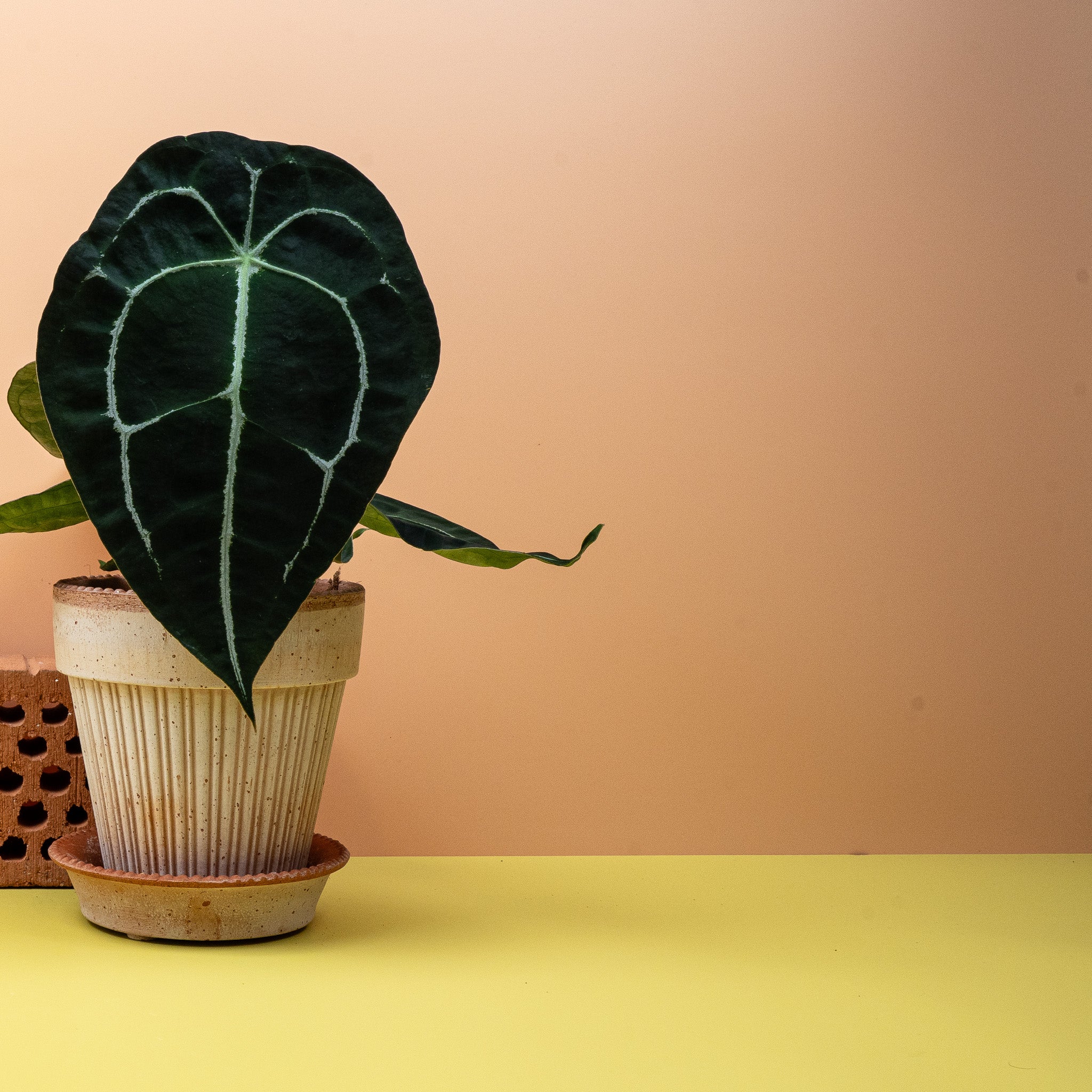 ANTHURIUM FORGETTI - Image 3