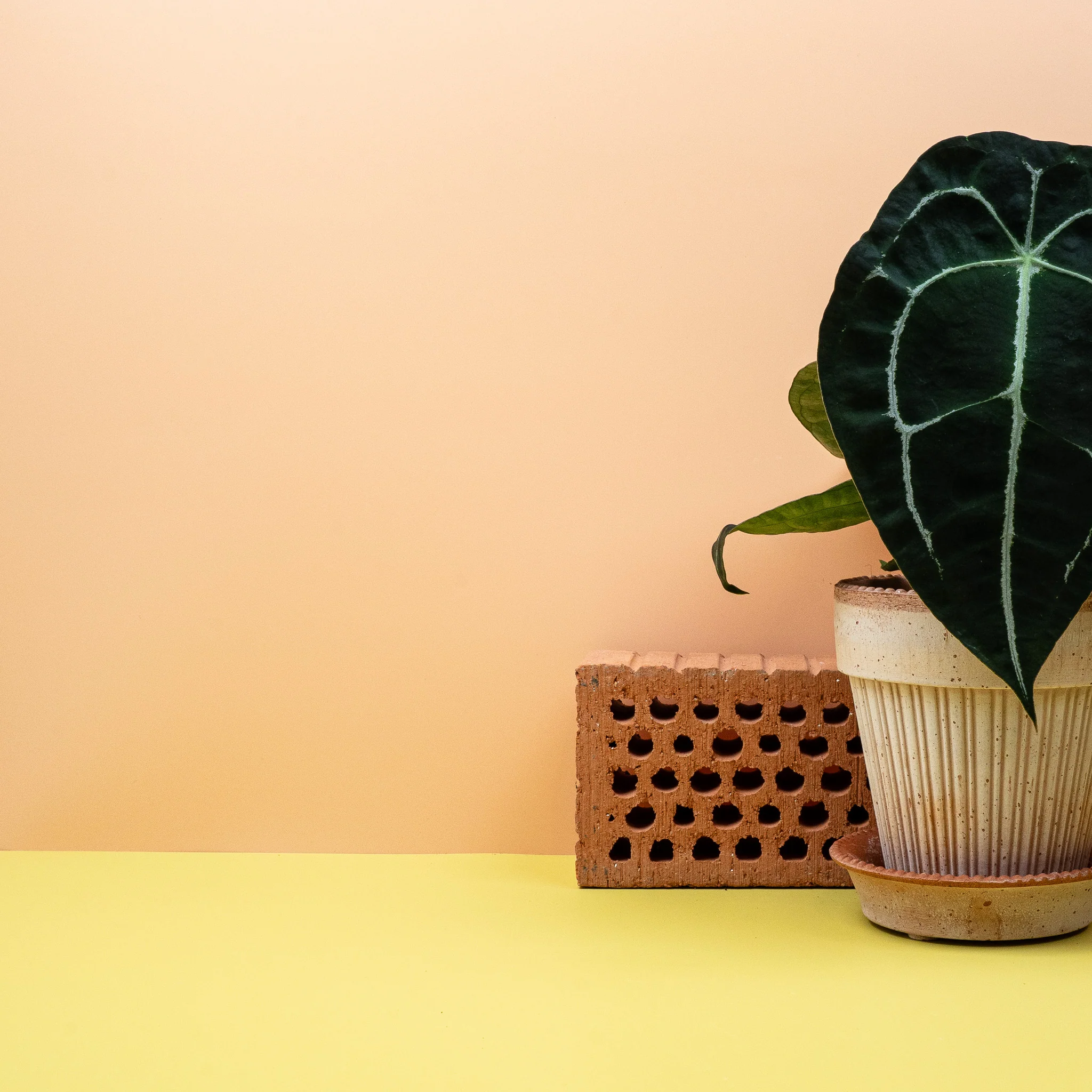 ANTHURIUM FORGETTI - Image 4