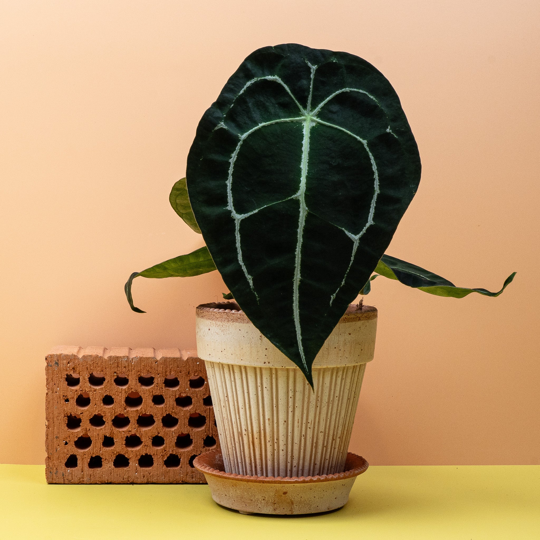 ANTHURIUM FORGETTI - Image 5