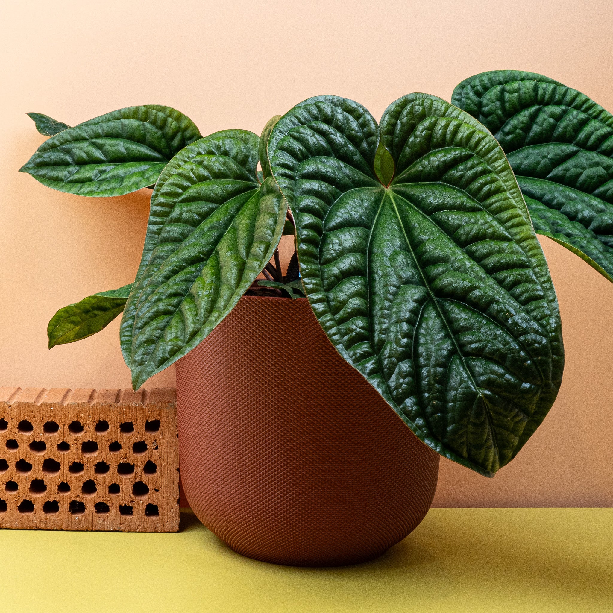 ANTHURIUM LUXURIANS X RADICANS - Image 10