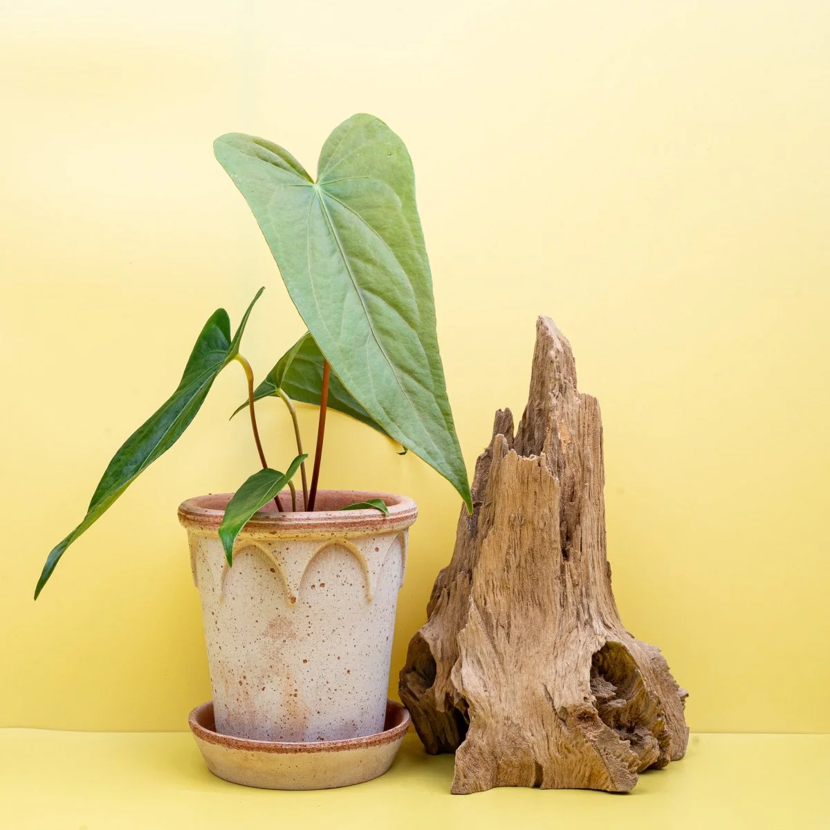 ANTHURIUM MAGNIFICUM X GIGI - Image 2