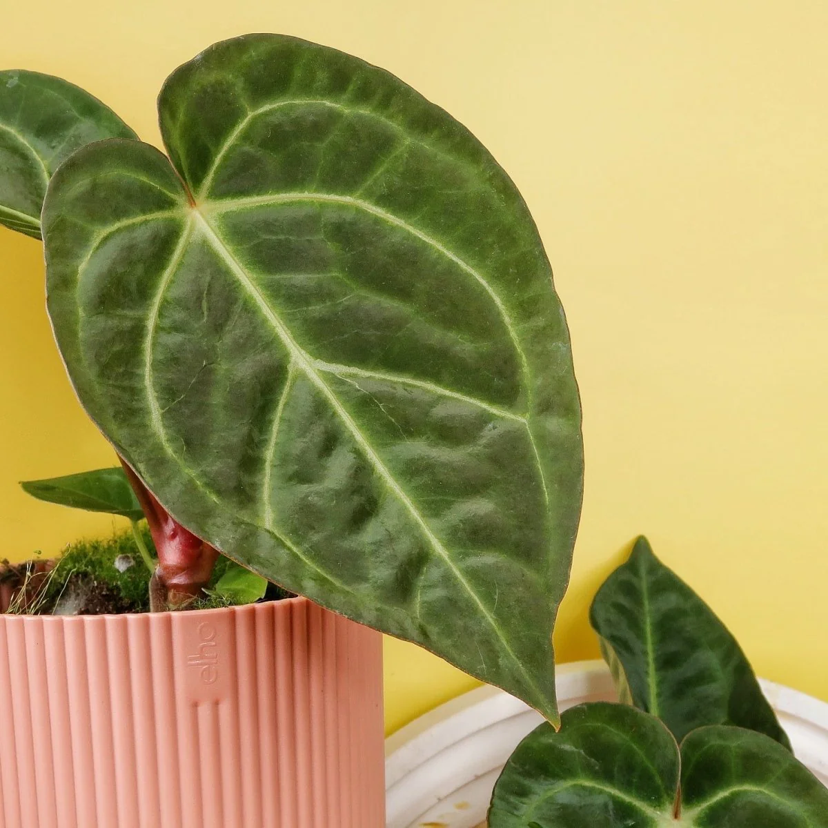 ANTHURIUM MAGNIFICUM X REGALE - Image 7