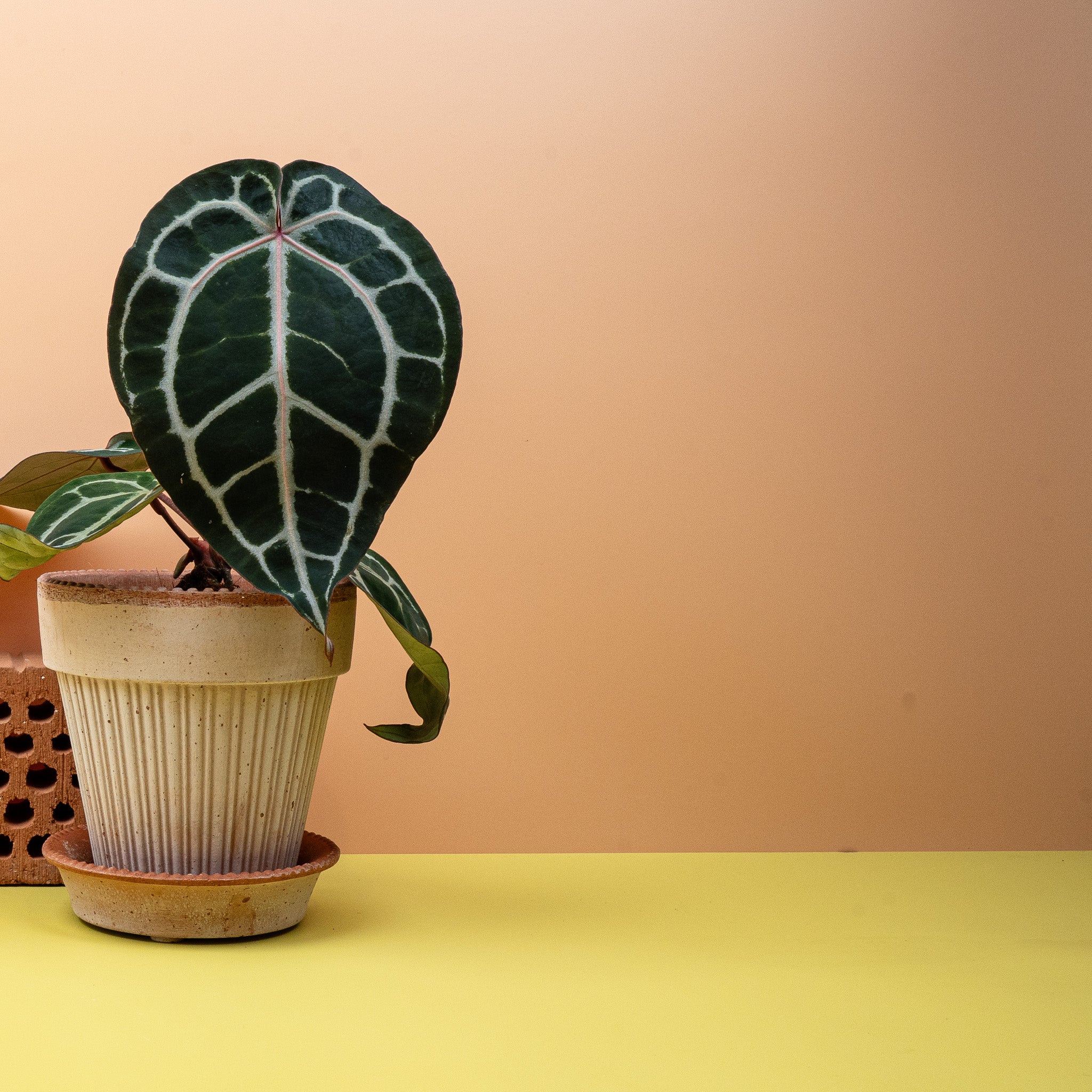 ANTHURIUM PINK BLUSH - Image 2