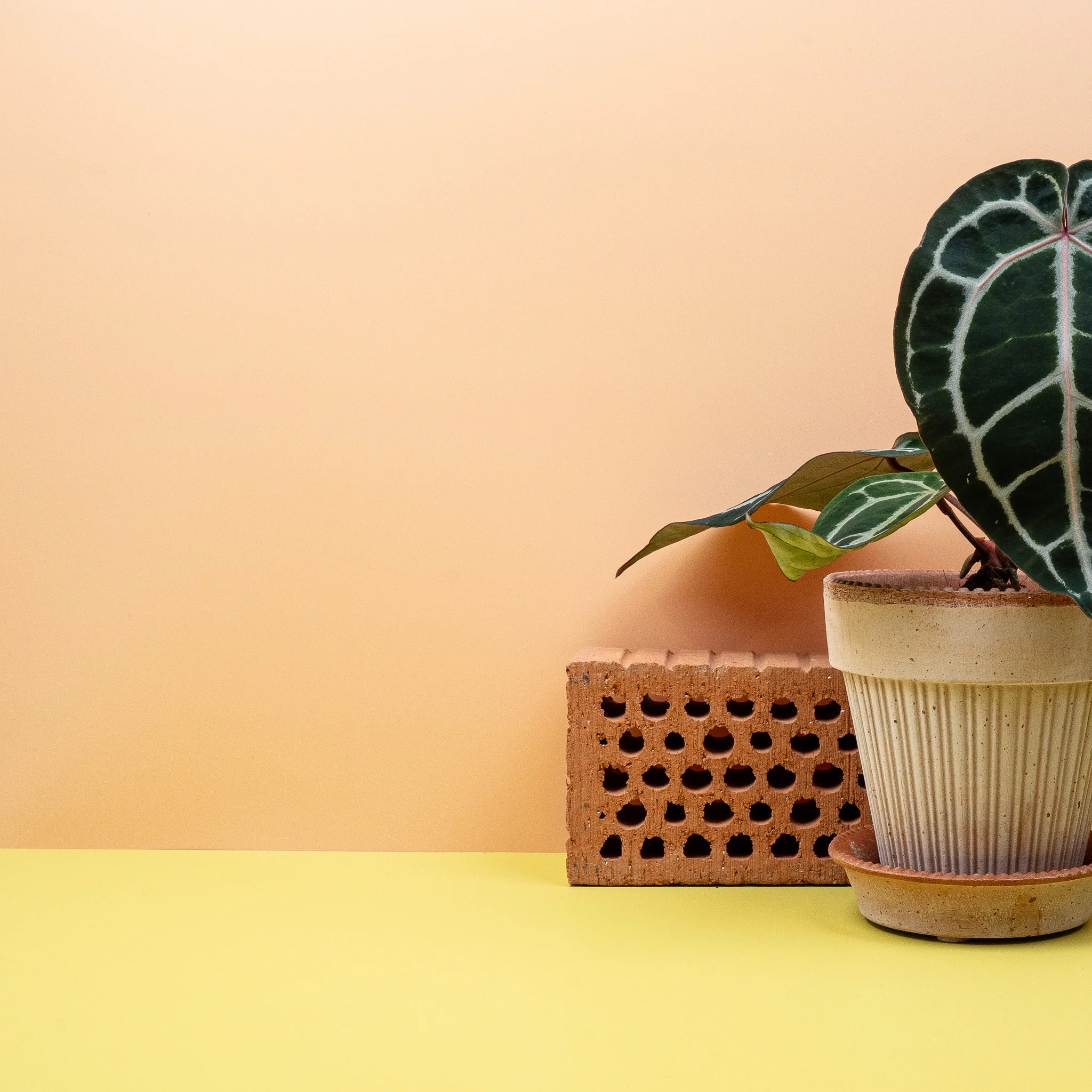 ANTHURIUM PINK BLUSH - Image 3
