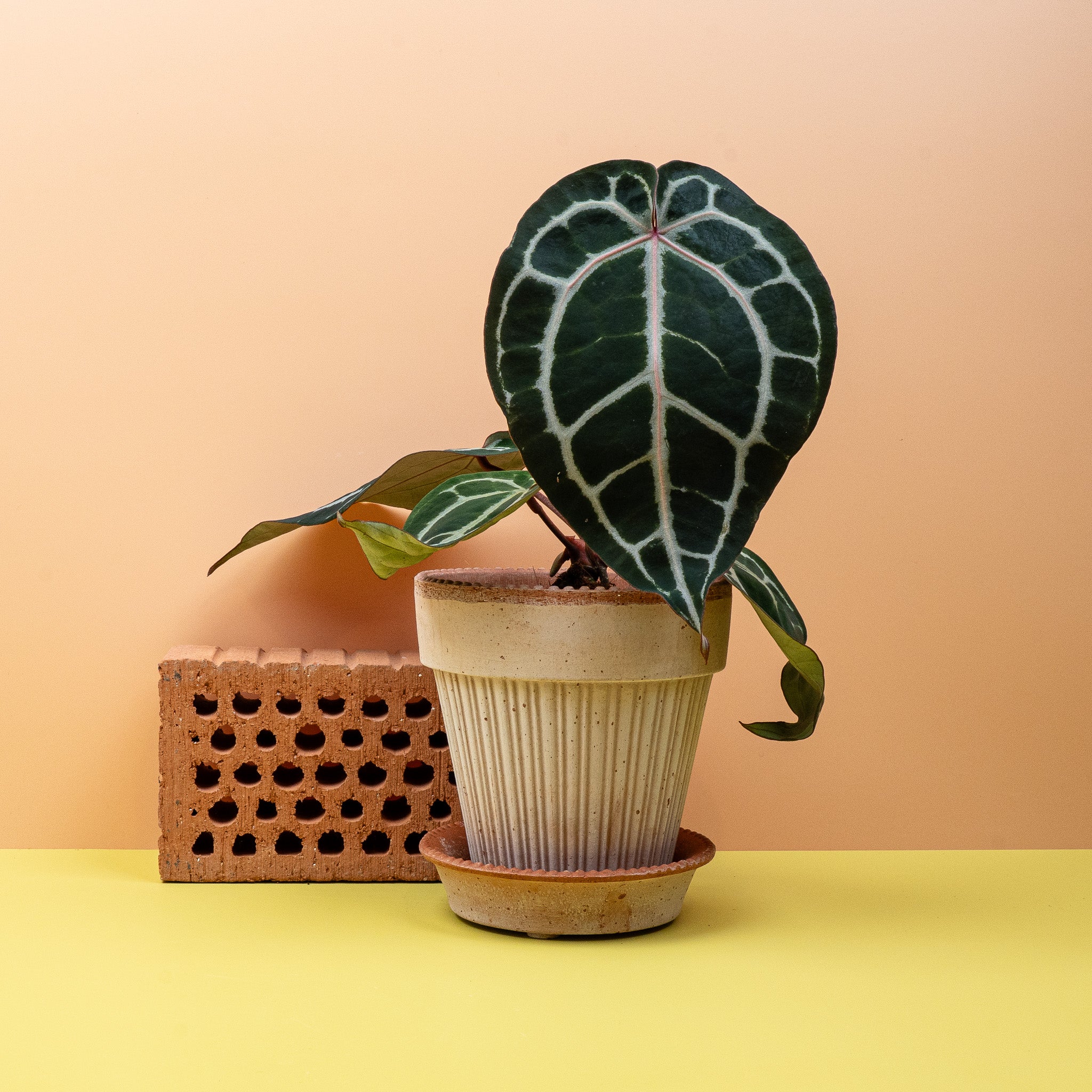 ANTHURIUM PINK BLUSH - Image 4