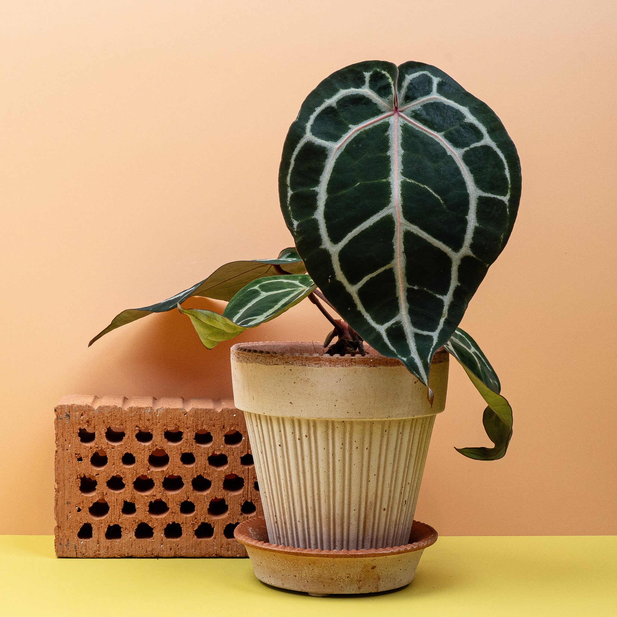 ANTHURIUM PINK BLUSH - Image 5