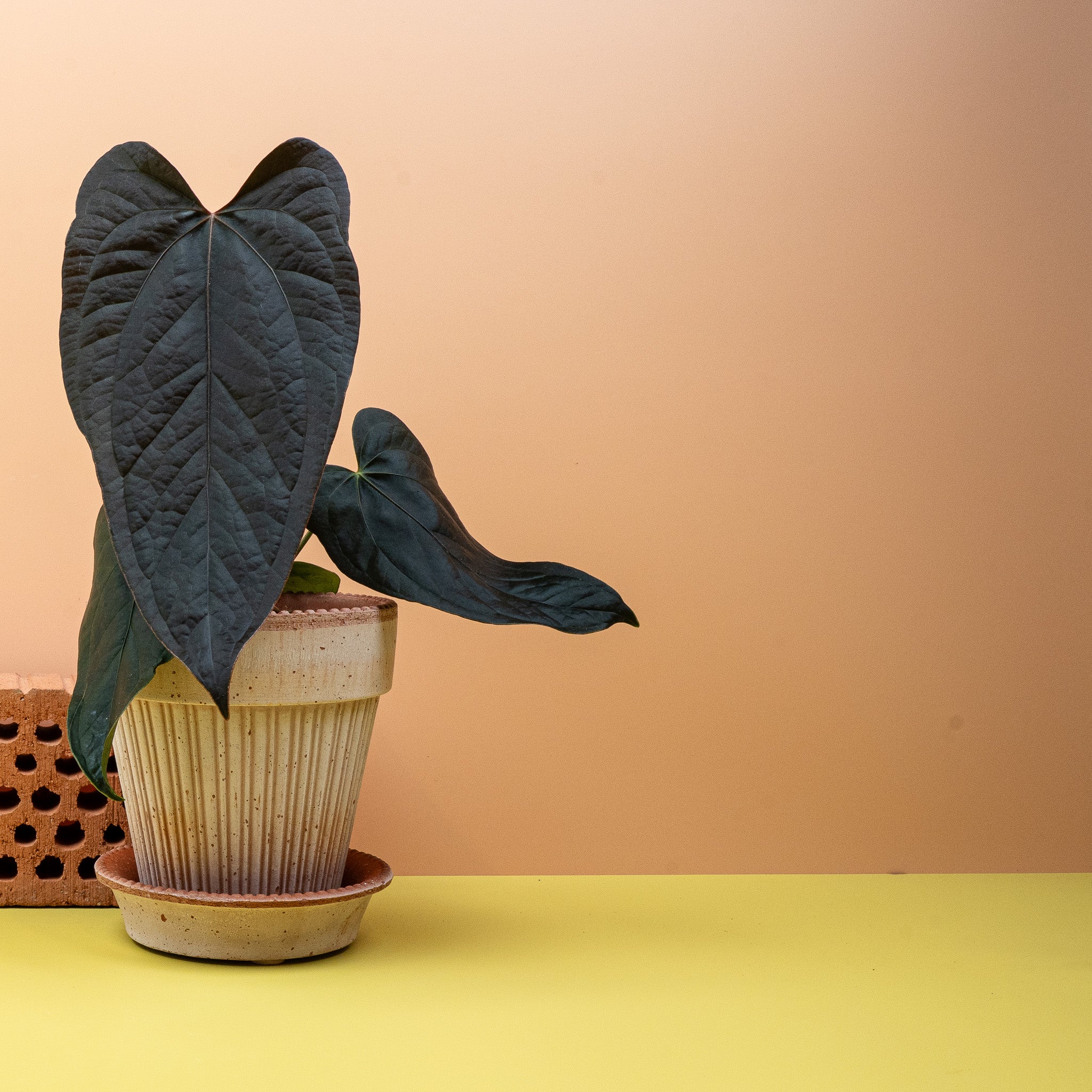 ANTHURIUM QUEEN OF HEARTS - Image 4