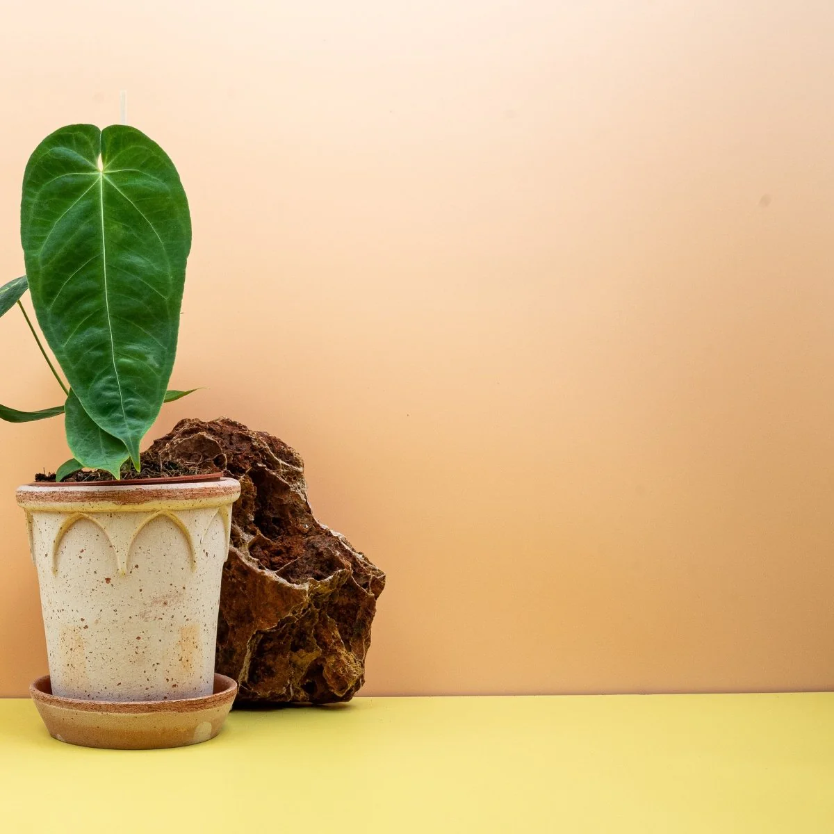 ANTHURIUM QUEREMALENSE - Image 2