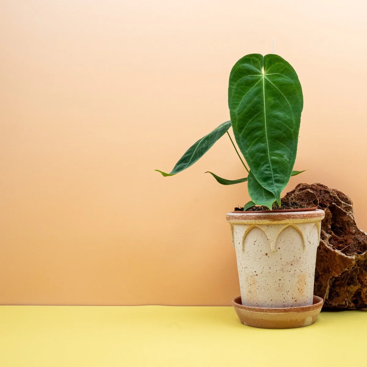 ANTHURIUM QUEREMALENSE - Image 3