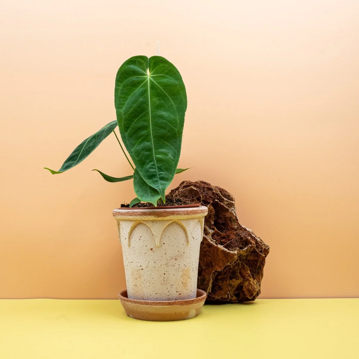 ANTHURIUM QUEREMALENSE - Image 4