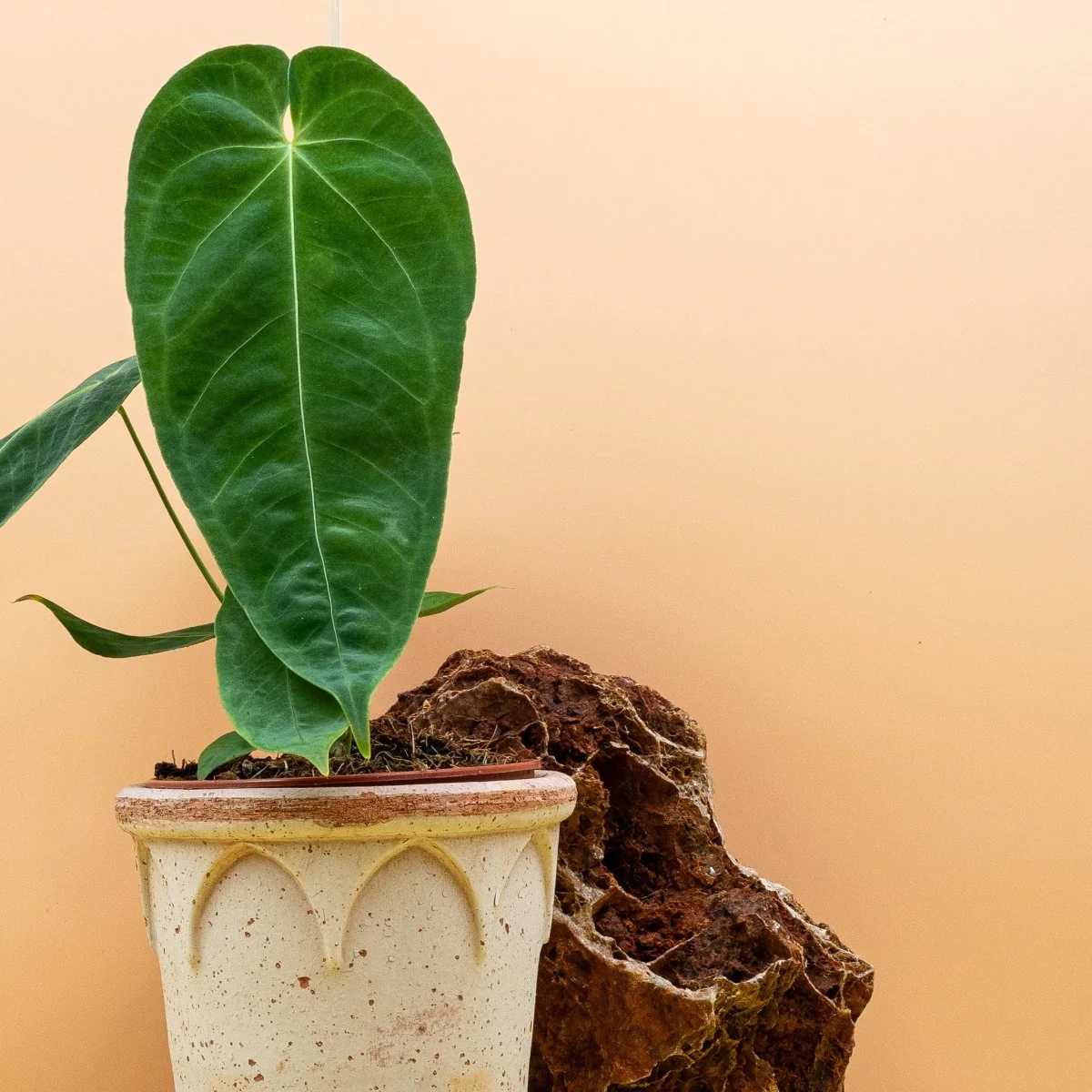 ANTHURIUM QUEREMALENSE - Image 5