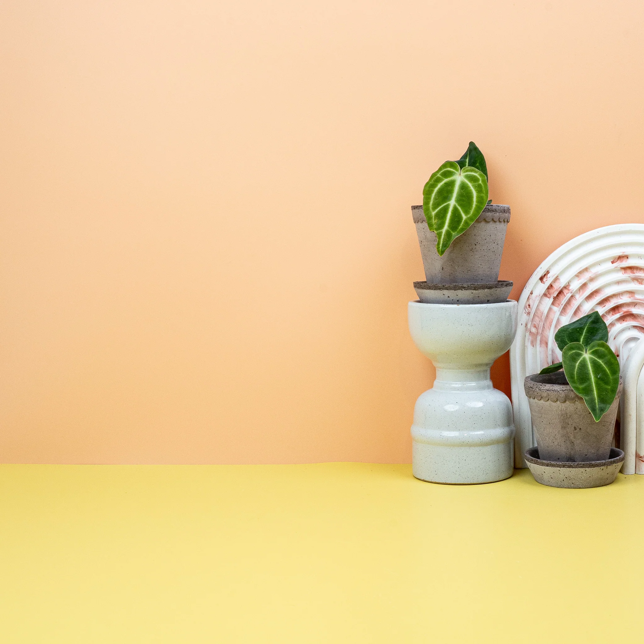 ANTHURIUM REGALE - Image 4