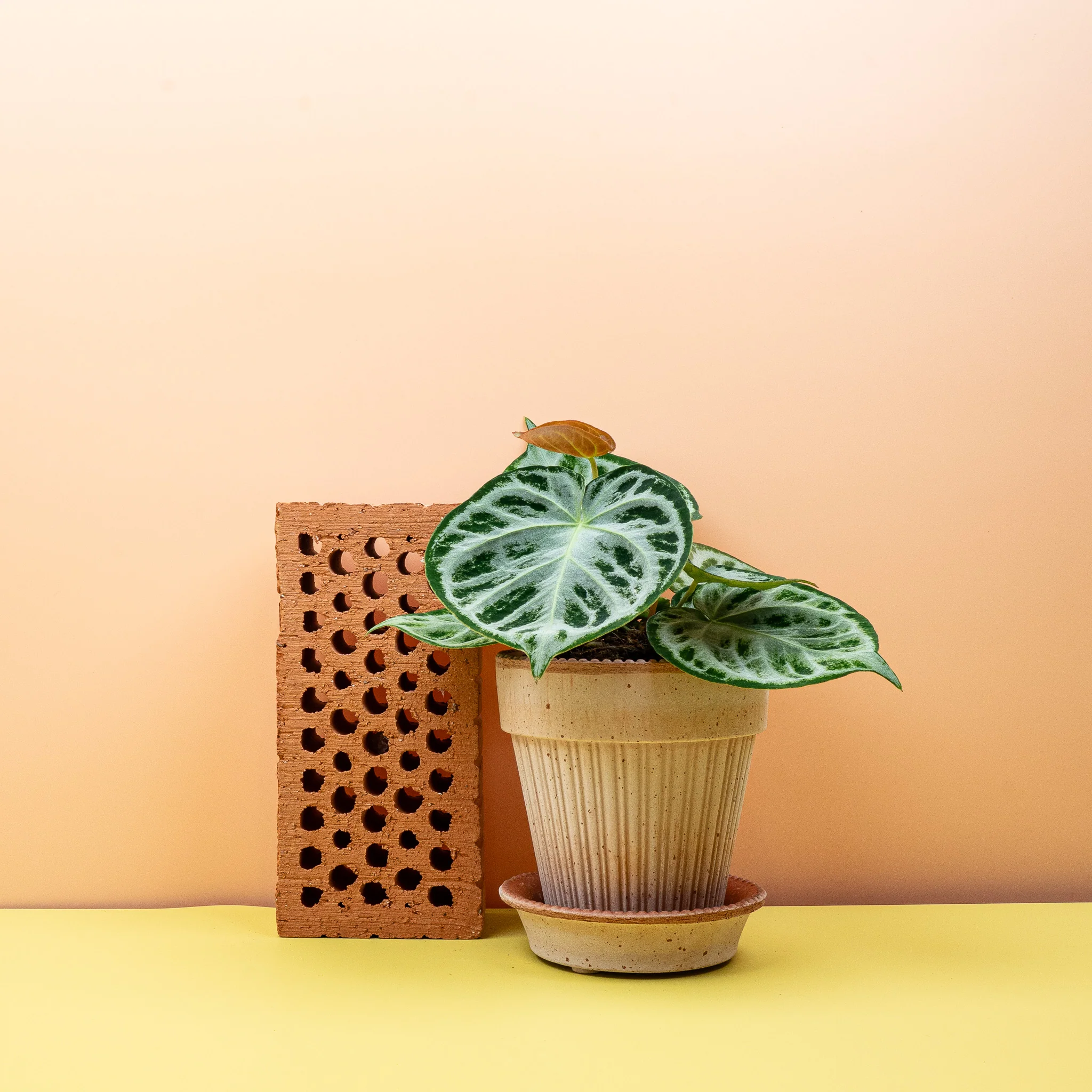 ANTHURIUM SILVER BLUSH - Image 10