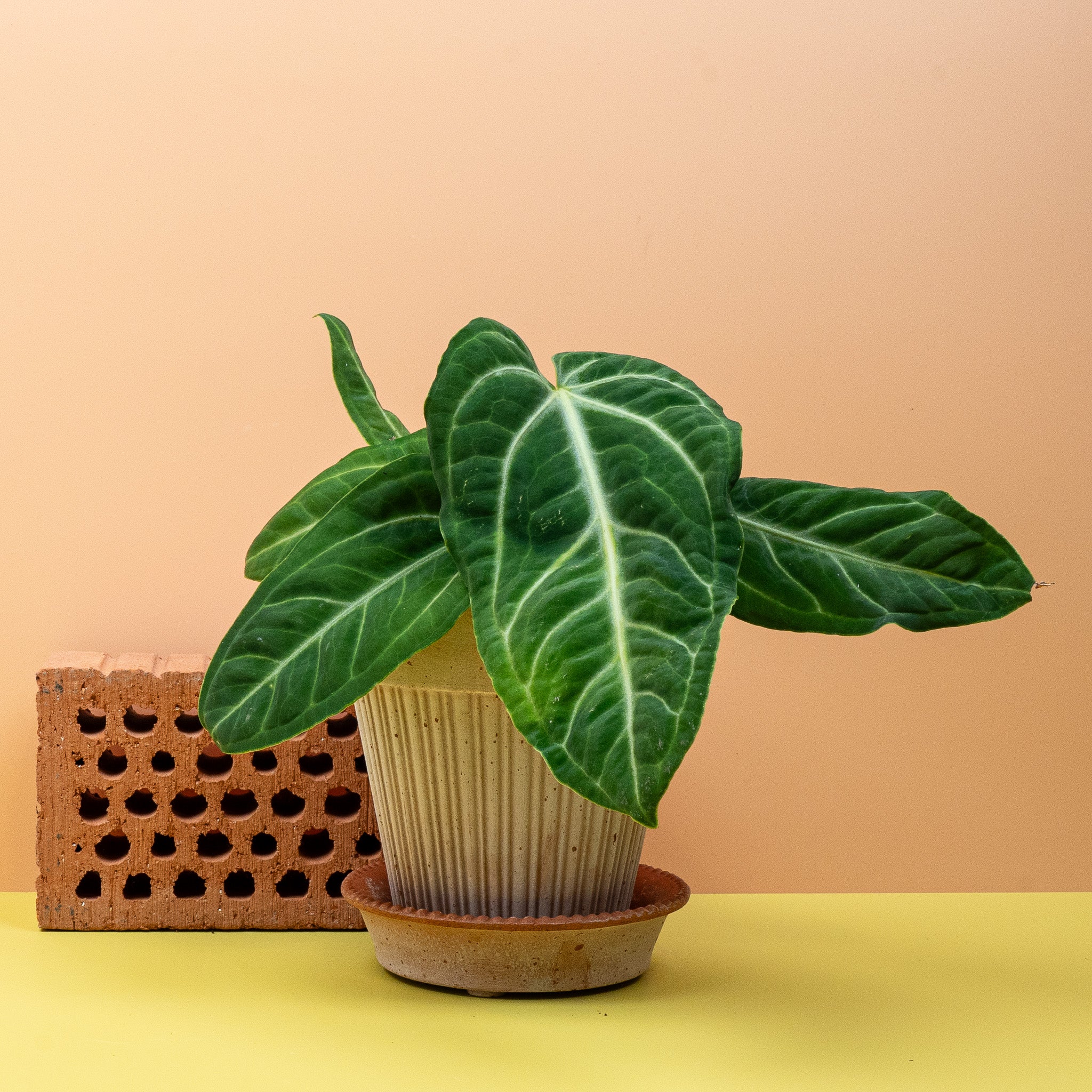 ANTHURIUM VILLENAORUM - Image 5