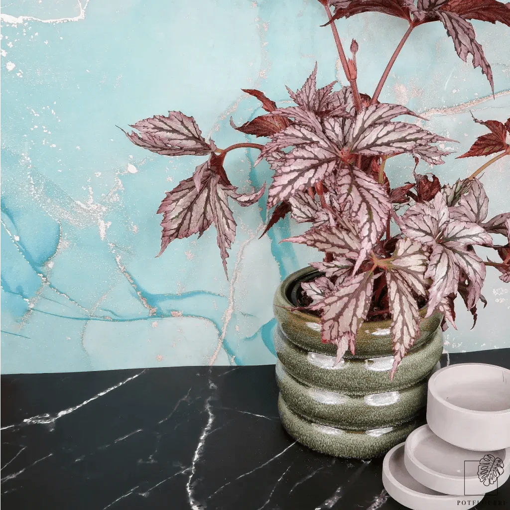 BEGONIA BENITOCHIBA - Image 2