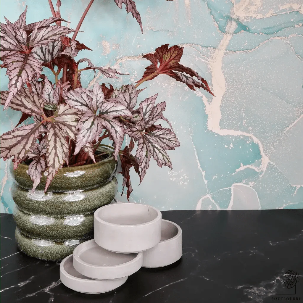 BEGONIA BENITOCHIBA - Image 3