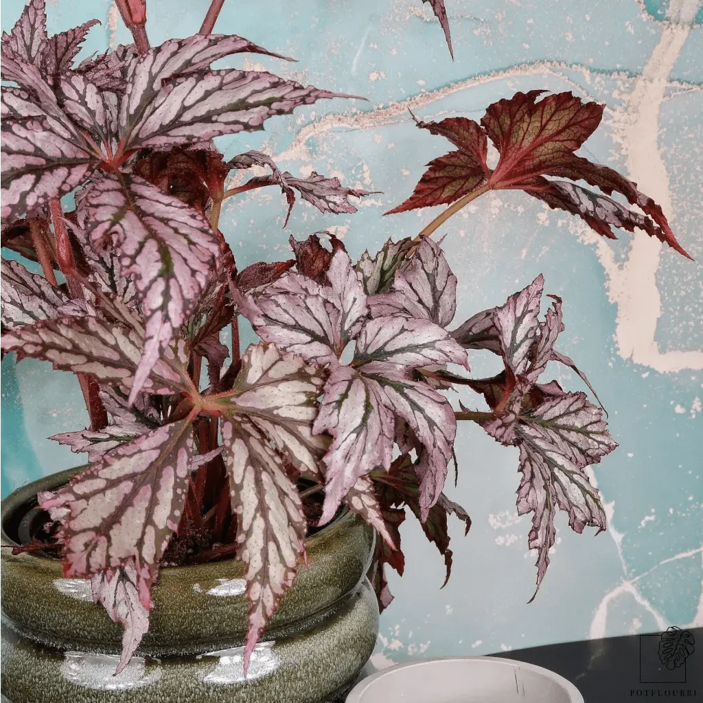 BEGONIA BENITOCHIBA - Image 4