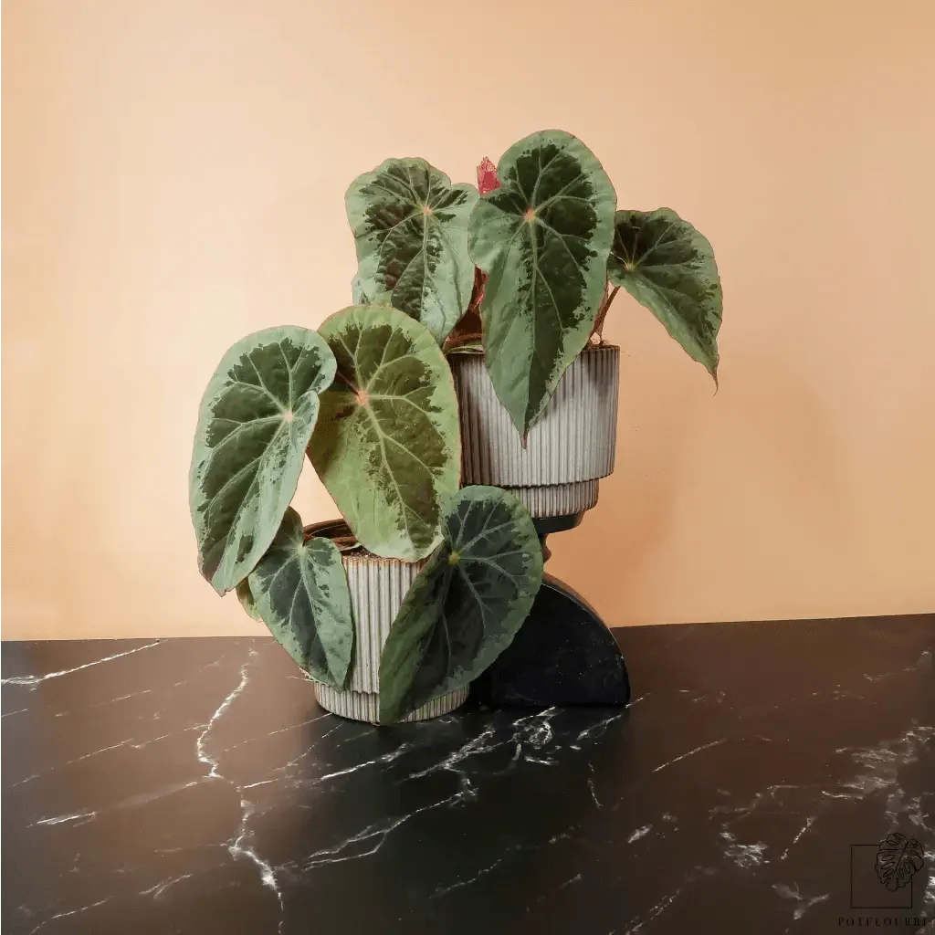 BEGONIA BURKILLII SILVER EDGE