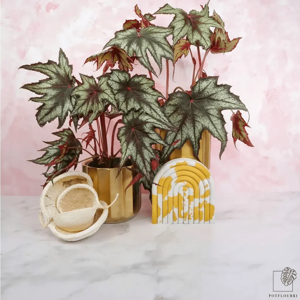BEGONIA LITTLE BROTHER MONTGOMERY