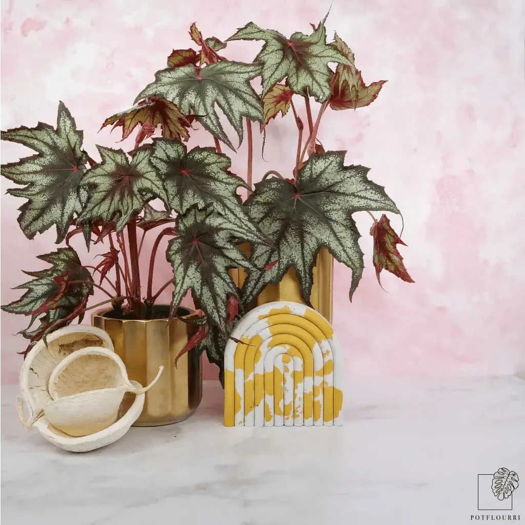 BEGONIA LITTLE BROTHER MONTGOMERY - Image 2