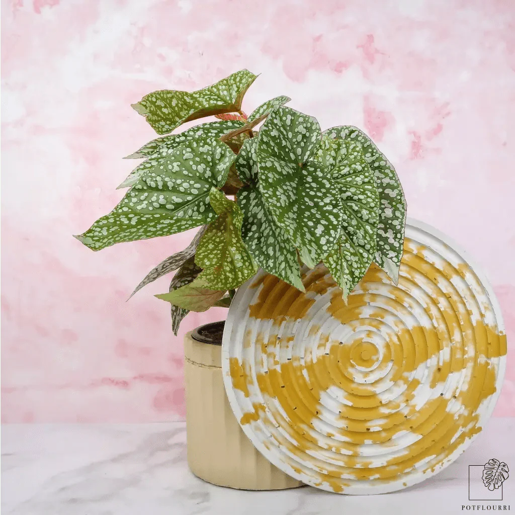 BEGONIA SNOWCAP