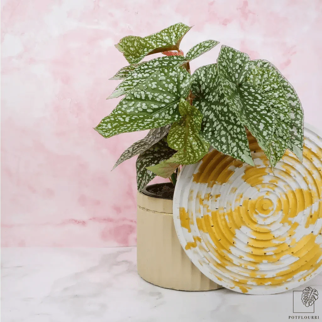 BEGONIA SNOWCAP - Image 2