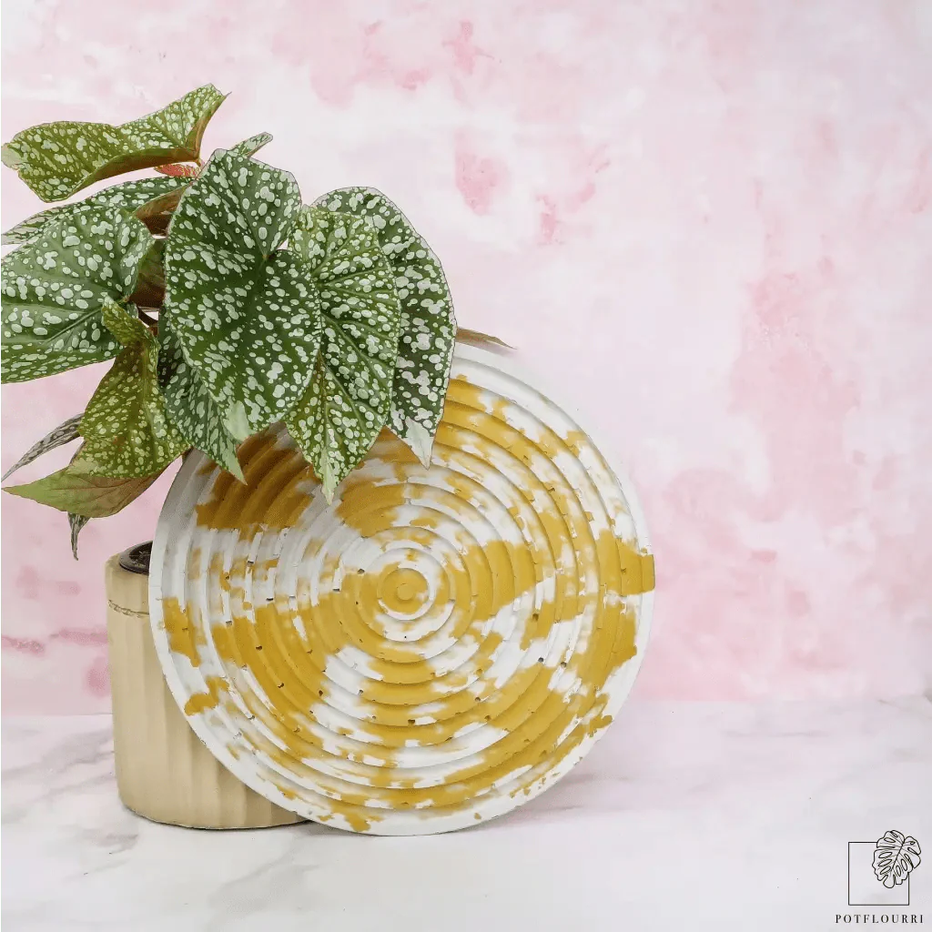 BEGONIA SNOWCAP - Image 3