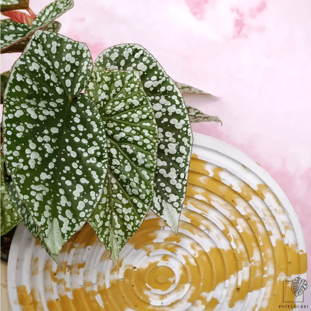 BEGONIA SNOWCAP - Image 4