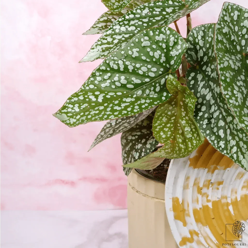 BEGONIA SNOWCAP - Image 5