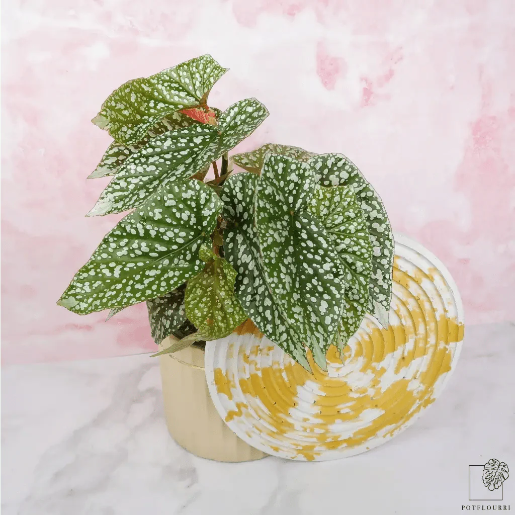 BEGONIA SNOWCAP - Image 6
