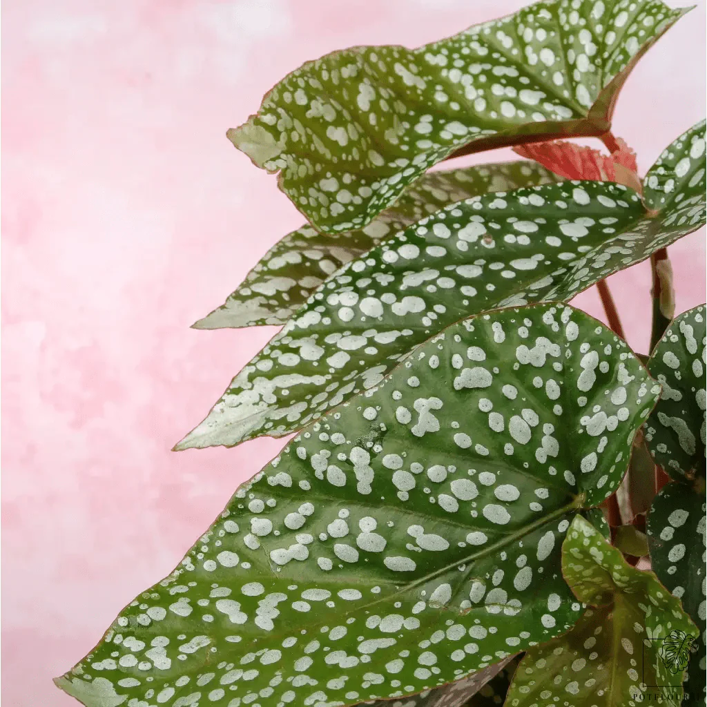 BEGONIA SNOWCAP - Image 7