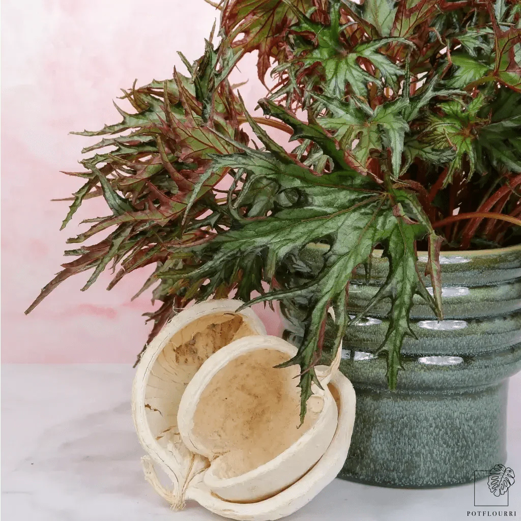 BEGONIA U614 - Image 3